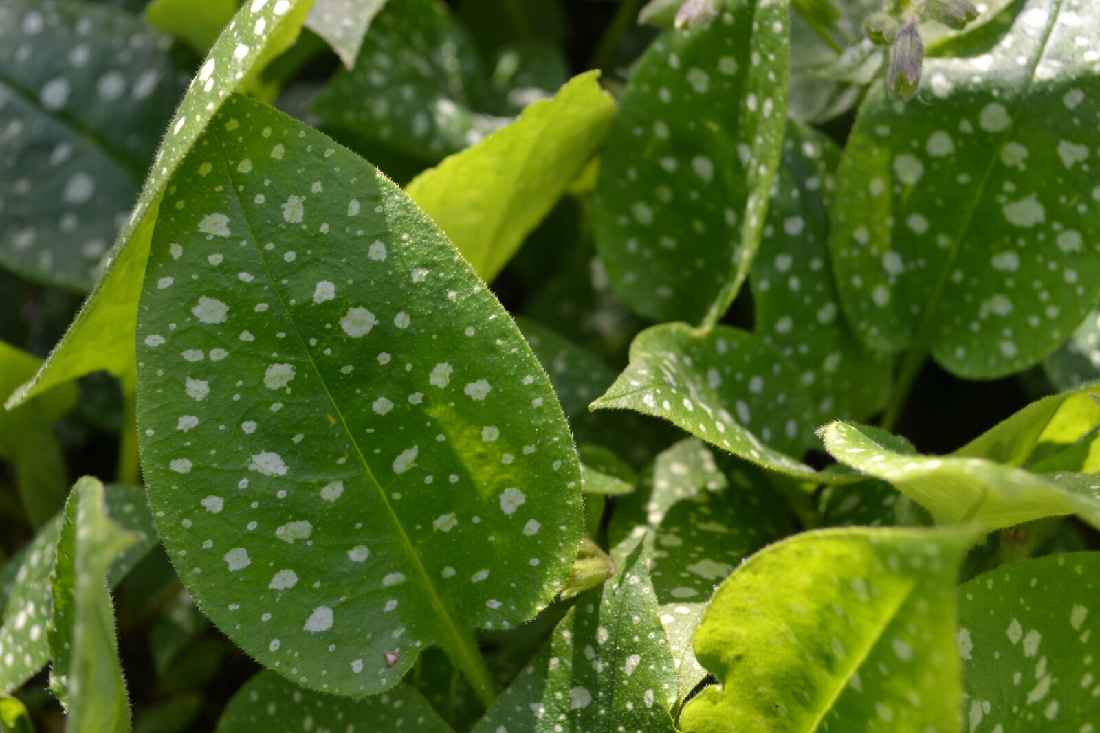 Nikon D3100 sample photo. Dots, green, leafs, mevrouw photography