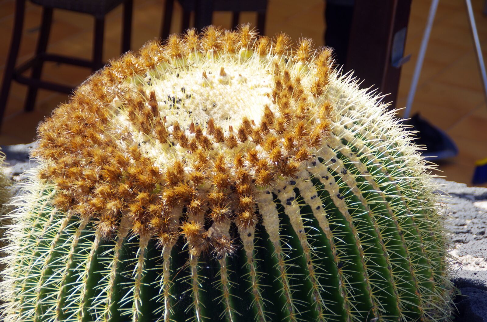 Pentax K-5 sample photo. Lanzarote, cactus, quills photography