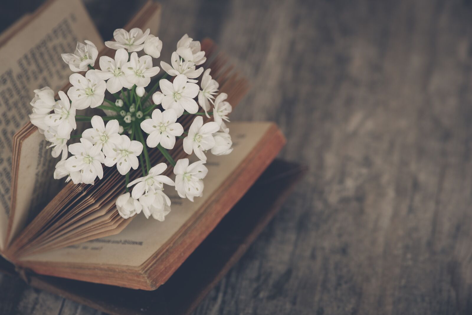 Nikon D750 sample photo. Flower, white, white flower photography