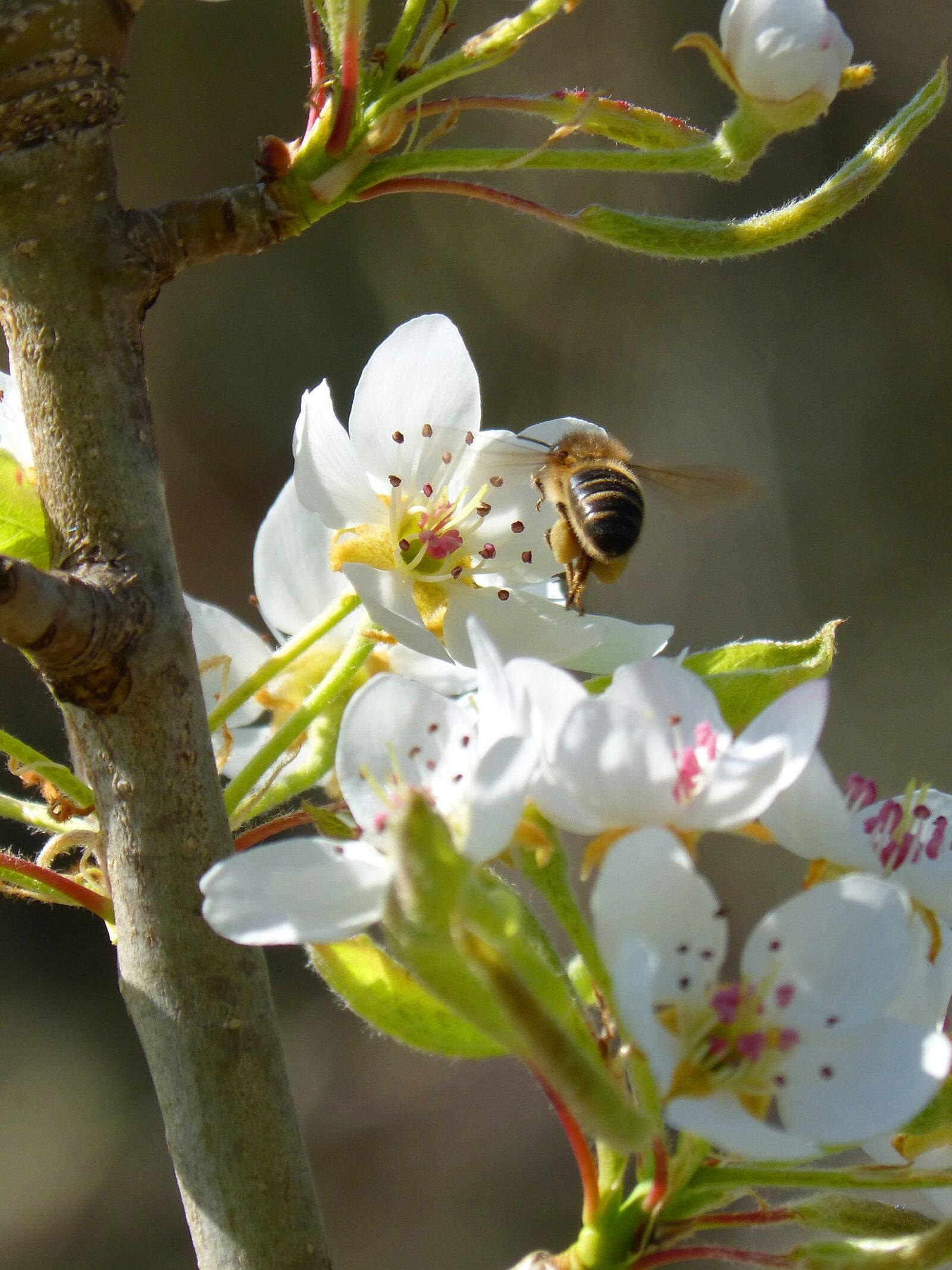 Panasonic DMC-FZ62 sample photo. Bee, libar, insect photography