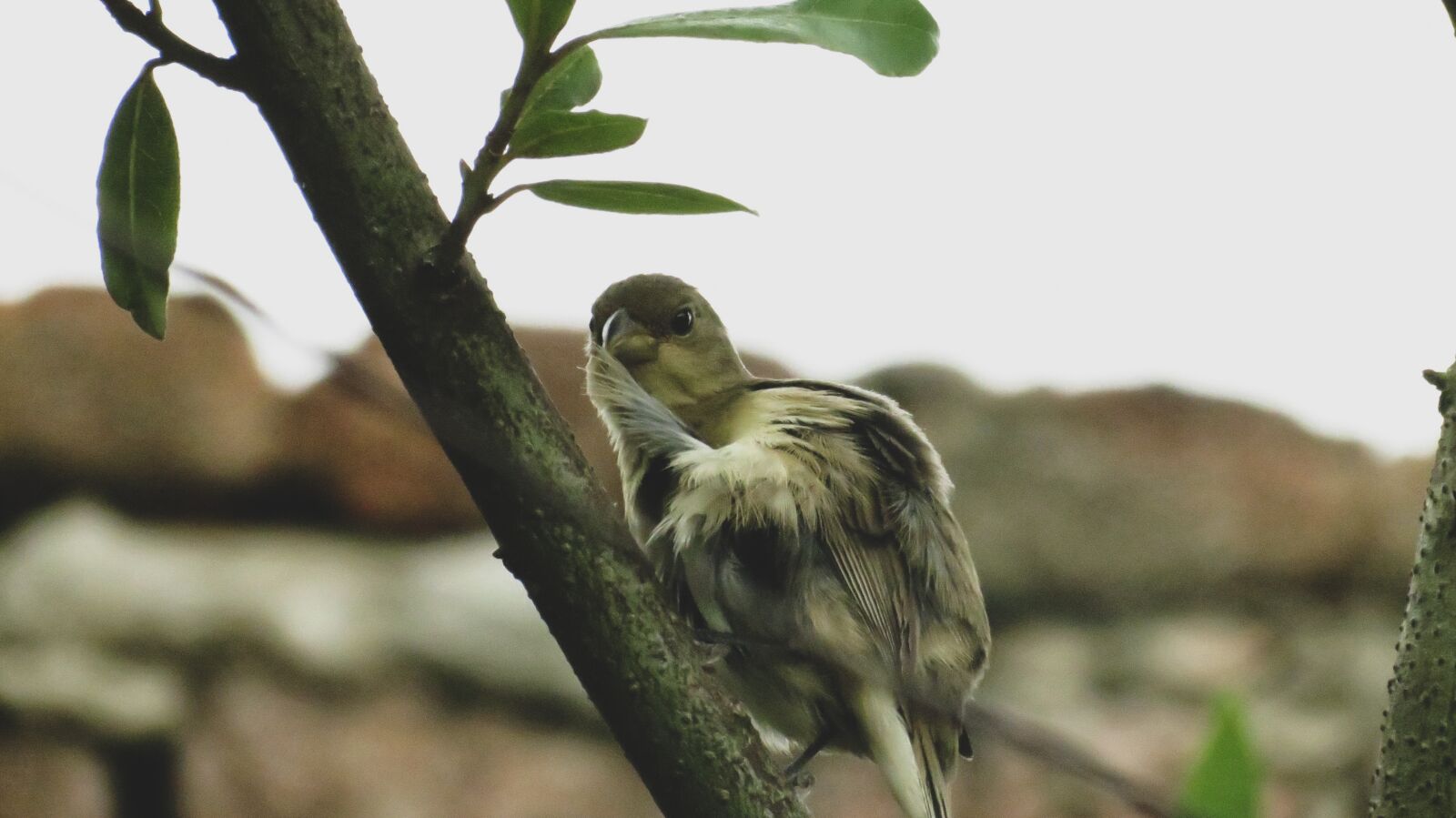 Canon PowerShot SX40 HS sample photo. Bird, sparrow, plumage photography