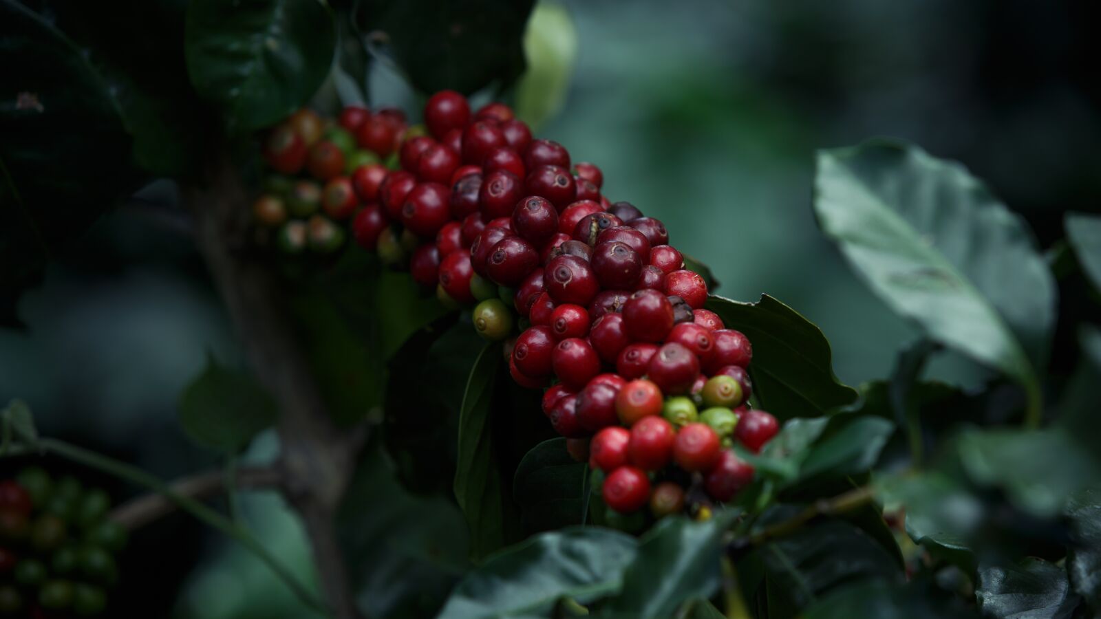 Canon EF 70-200mm F2.8L USM sample photo. Coffee, coffe, coffee beans photography
