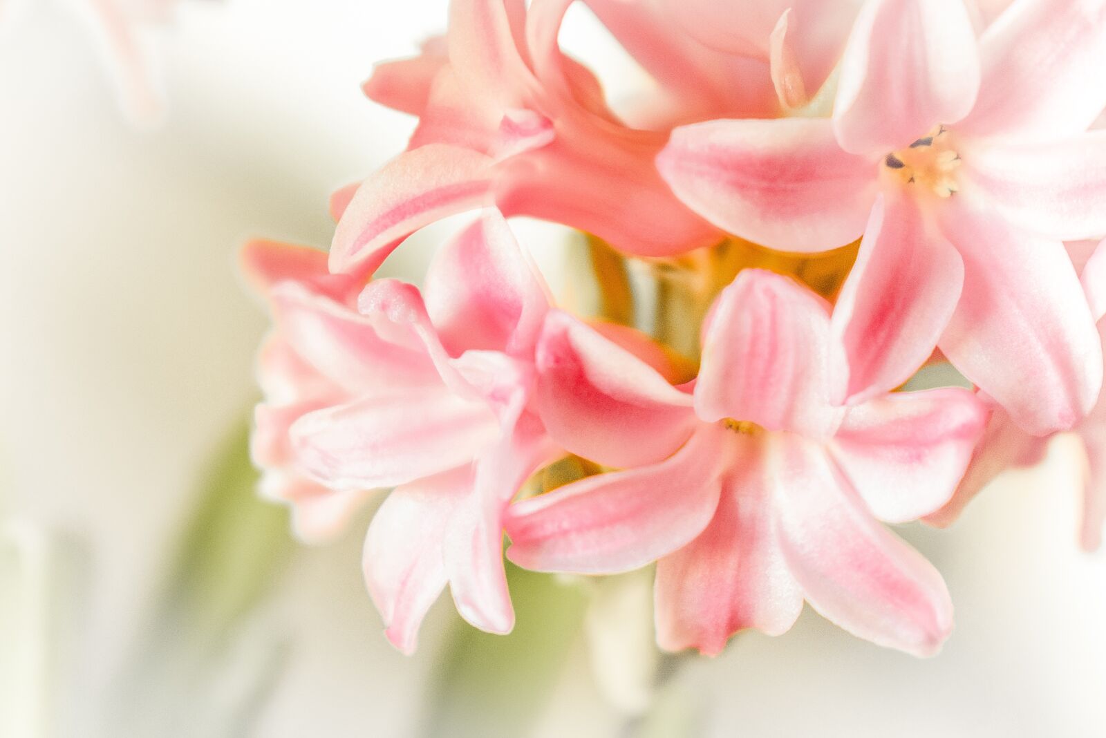 Nikon D5300 sample photo. Flowers, flower, rosa photography