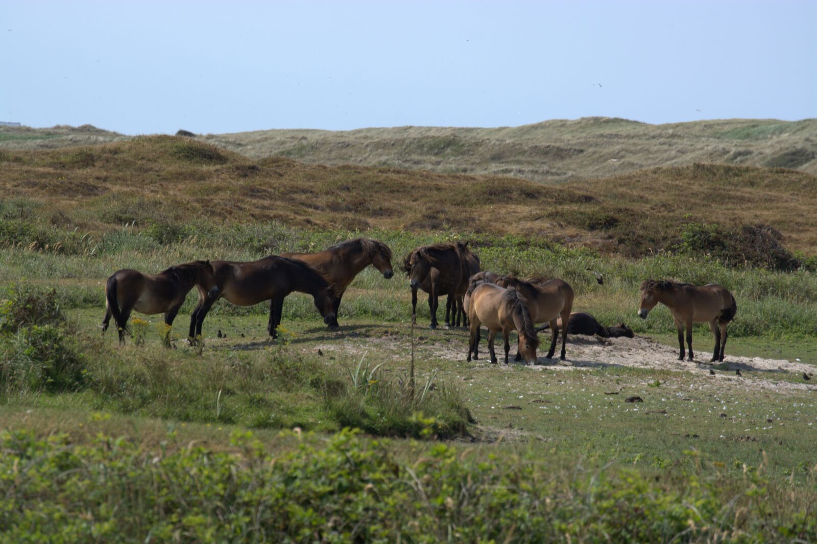 Nikon D5200 sample photo. Wild horses, duinen van photography
