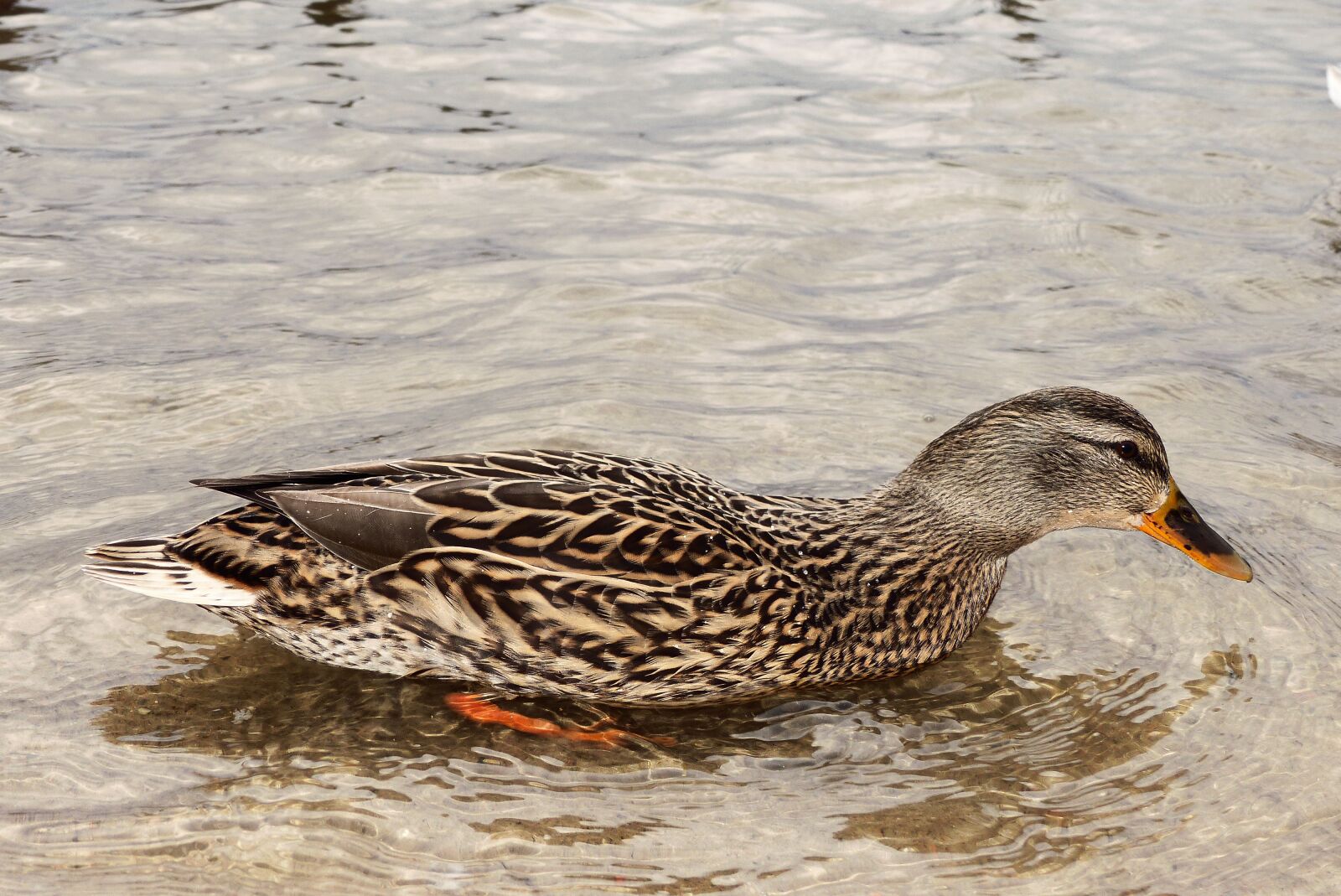 Panasonic Lumix DMC-FZ200 sample photo. Mallard duck, female, water photography