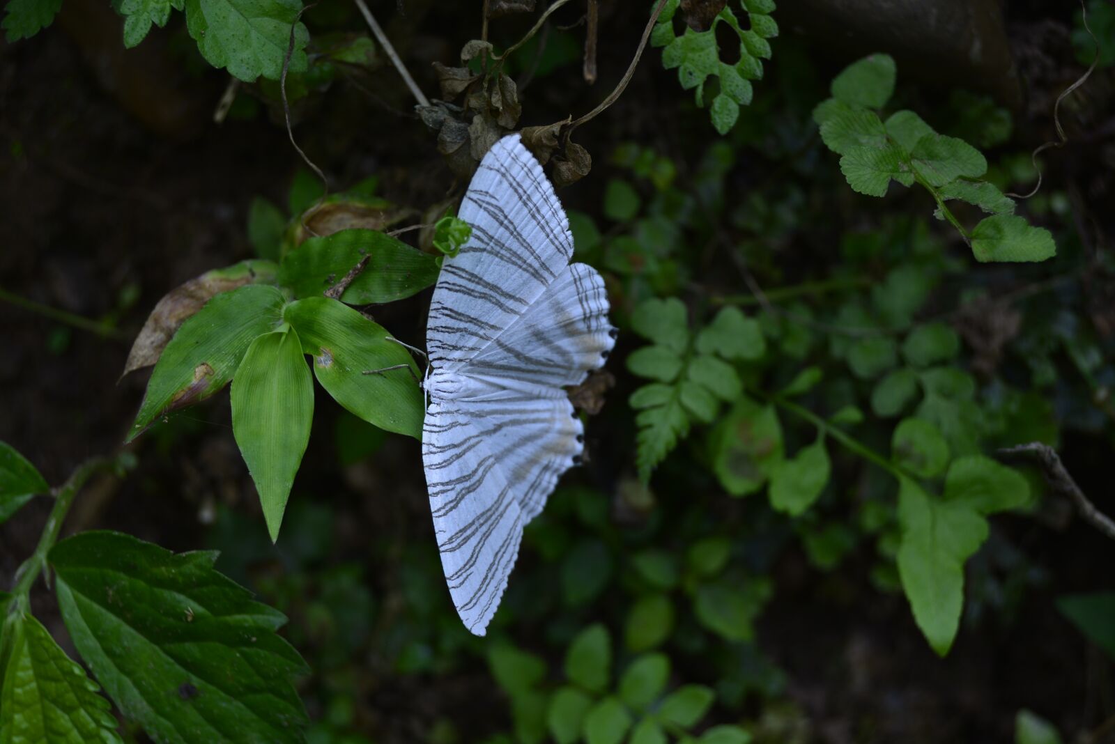 Nikon D5200 sample photo. Butterfly, white, green leaf photography