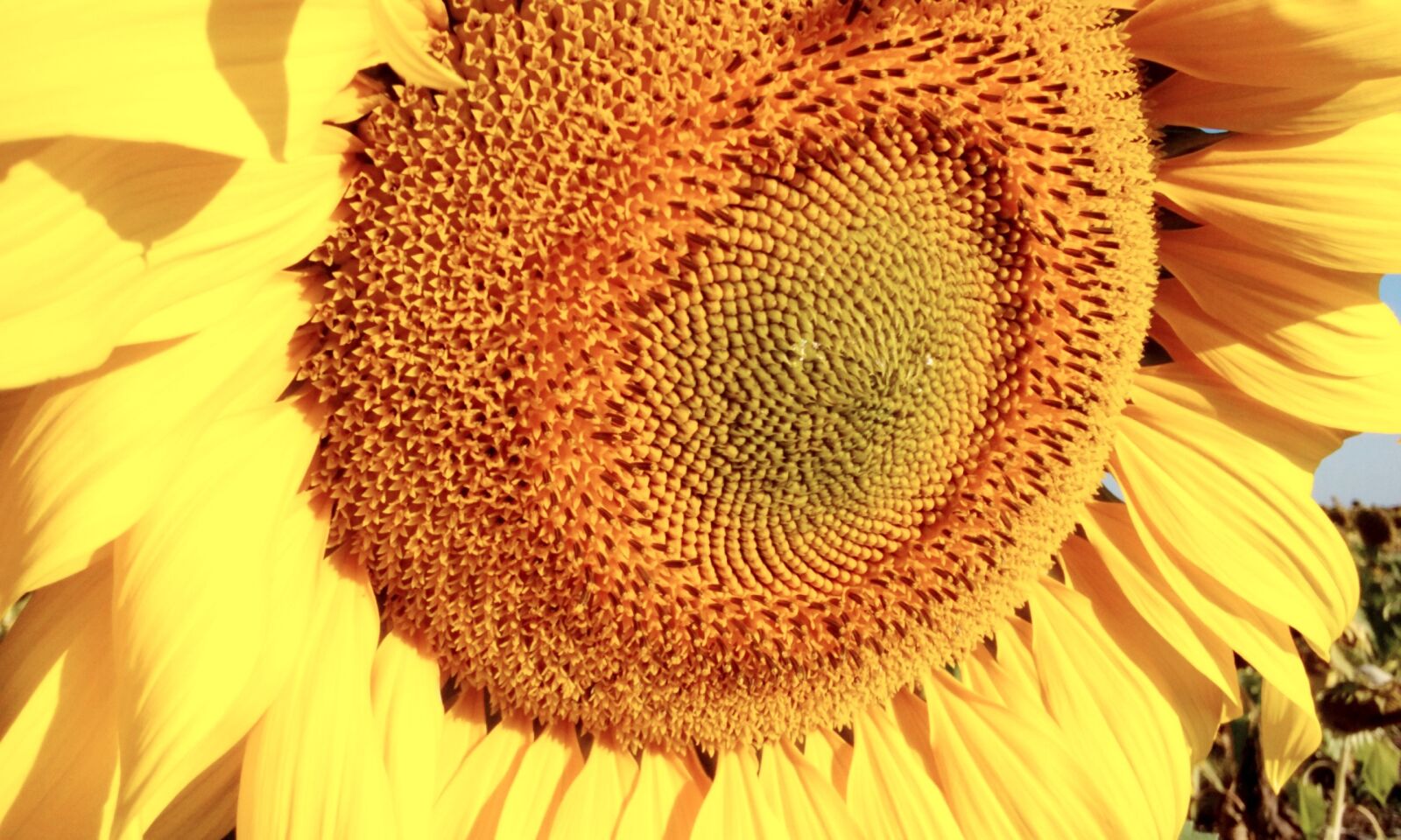 Samsung Galaxy Core Prime sample photo. Sunflower, flower, yellow photography