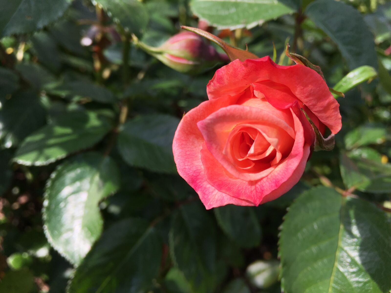Apple iPhone 6s Plus sample photo. Flowers, rose, rose, bloom photography