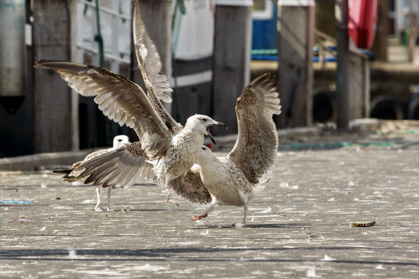 Nikon D3200 sample photo. Seagull, dispute, waterfowl photography