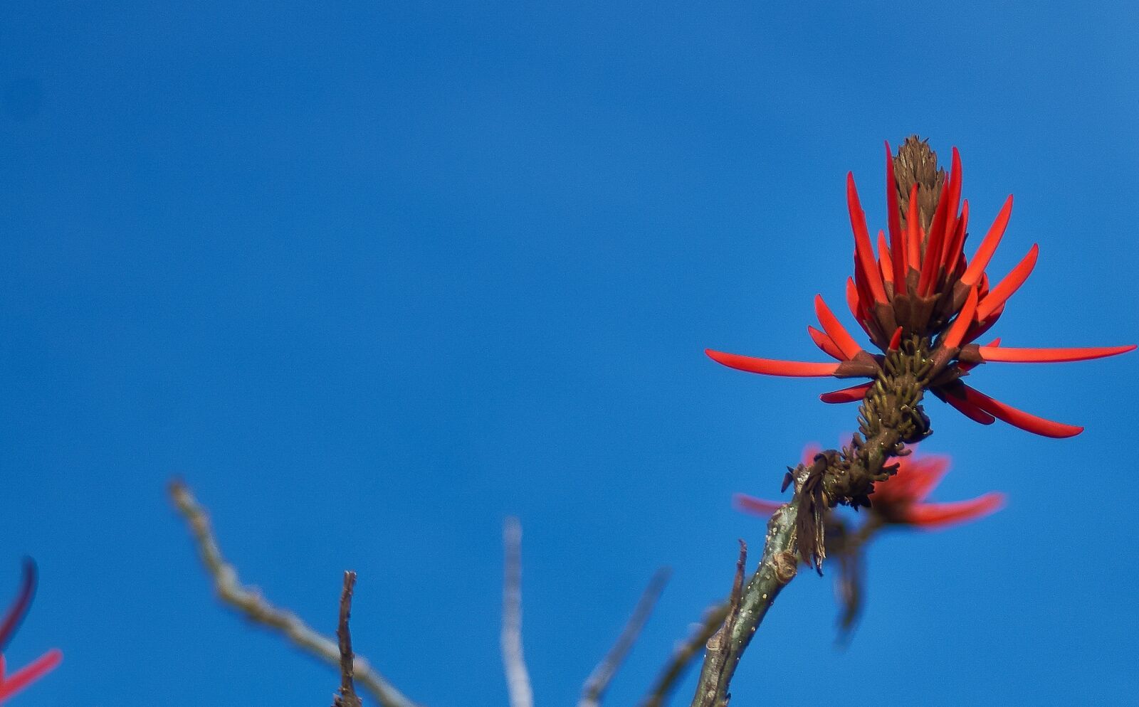 Sony SLT-A55 (SLT-A55V) sample photo. Flower, nature, petals photography