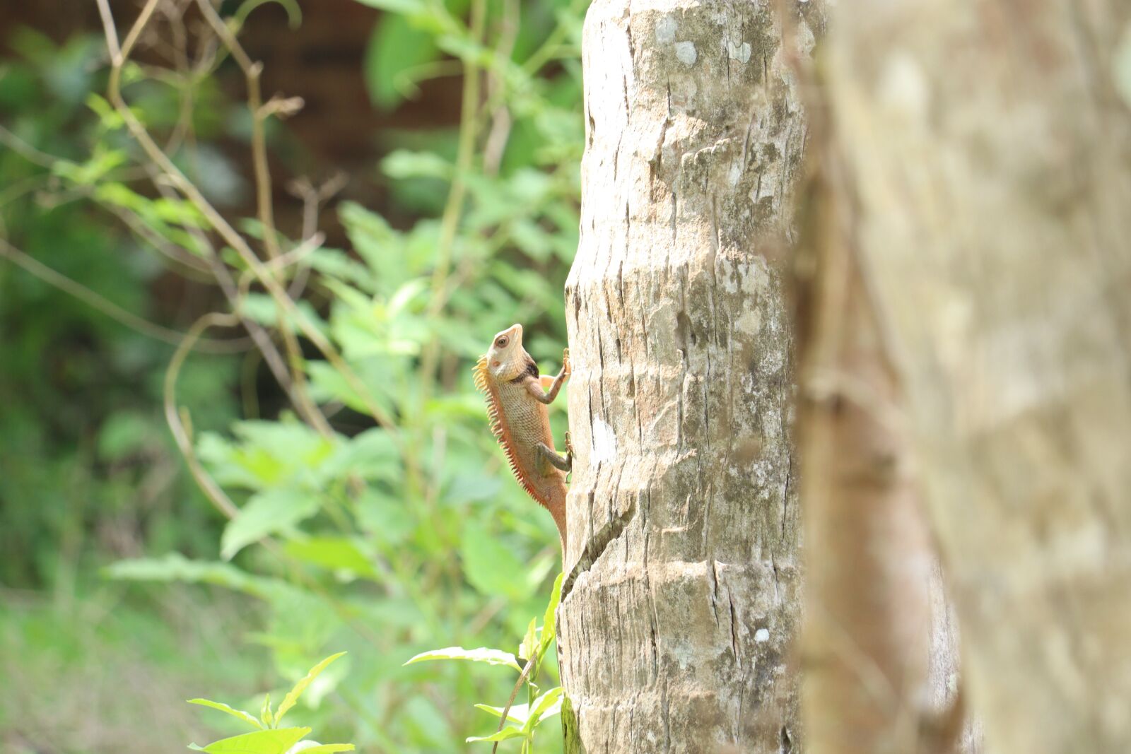 Canon EOS 250D (EOS Rebel SL3 / EOS Kiss X10 / EOS 200D II) sample photo. Chameleon, kerala, tree photography