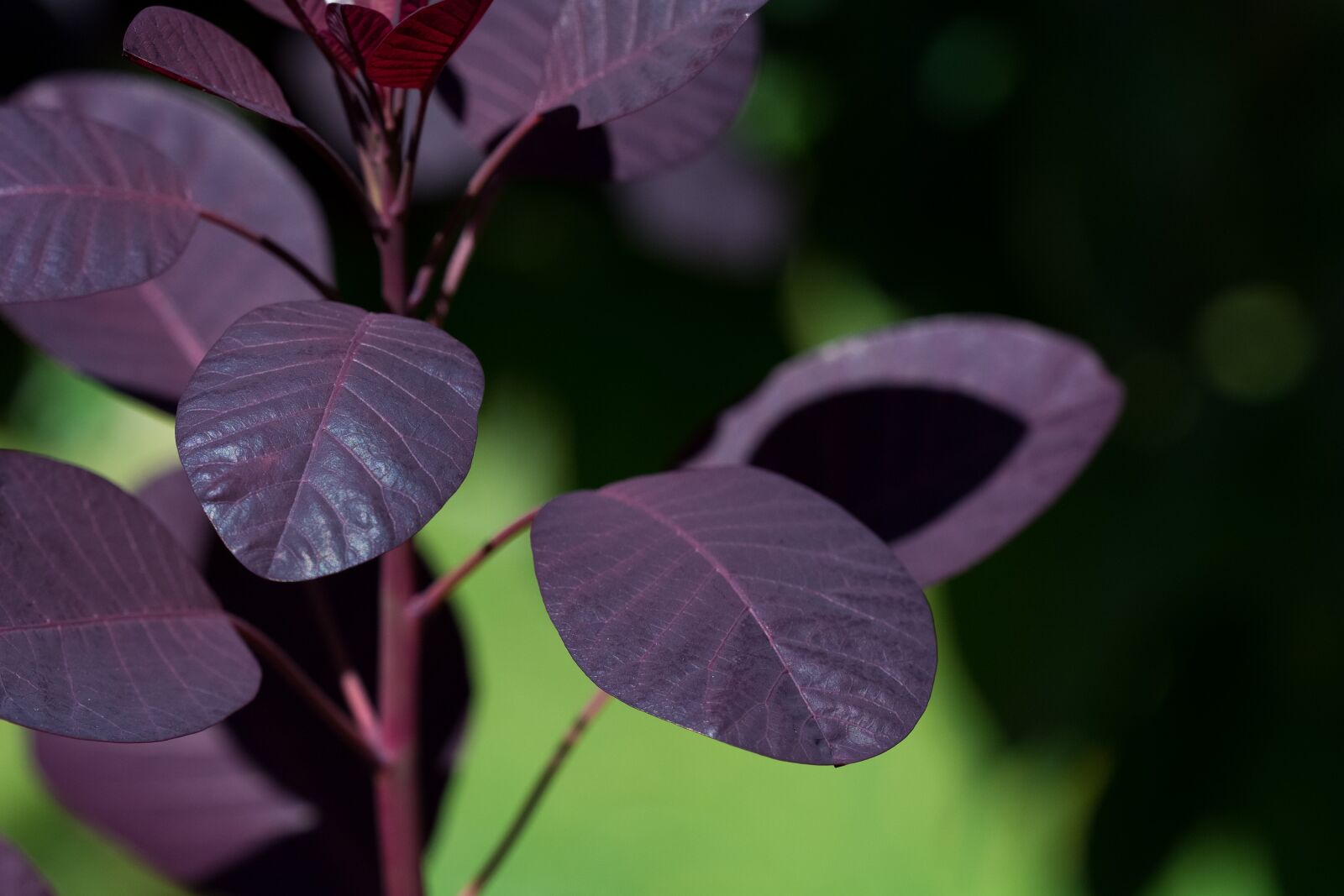 Nikon D7100 sample photo. Leaves, red leaves, tree photography