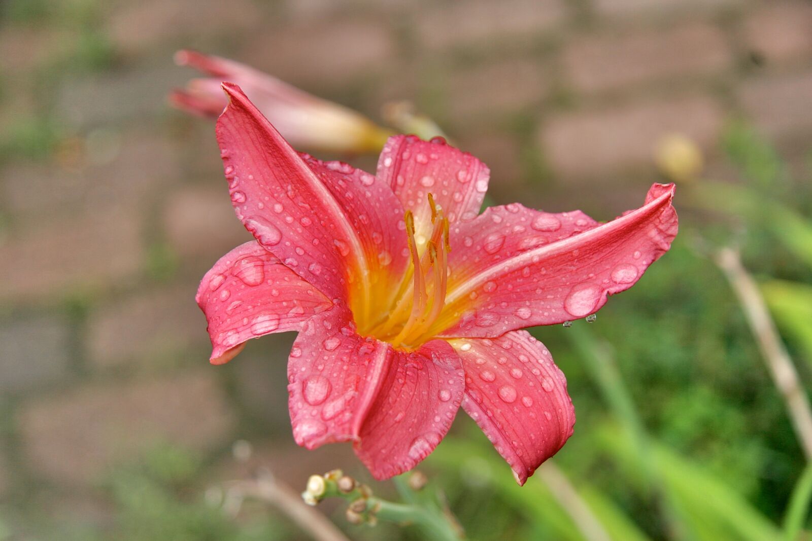 Canon EOS 20D sample photo. Flower, plant, nature photography