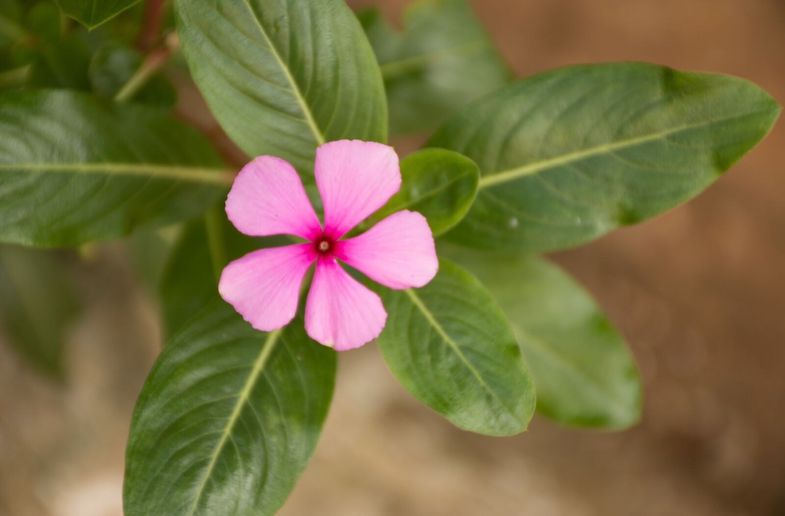 Nikon D7200 sample photo. Leaf, nature, plant photography