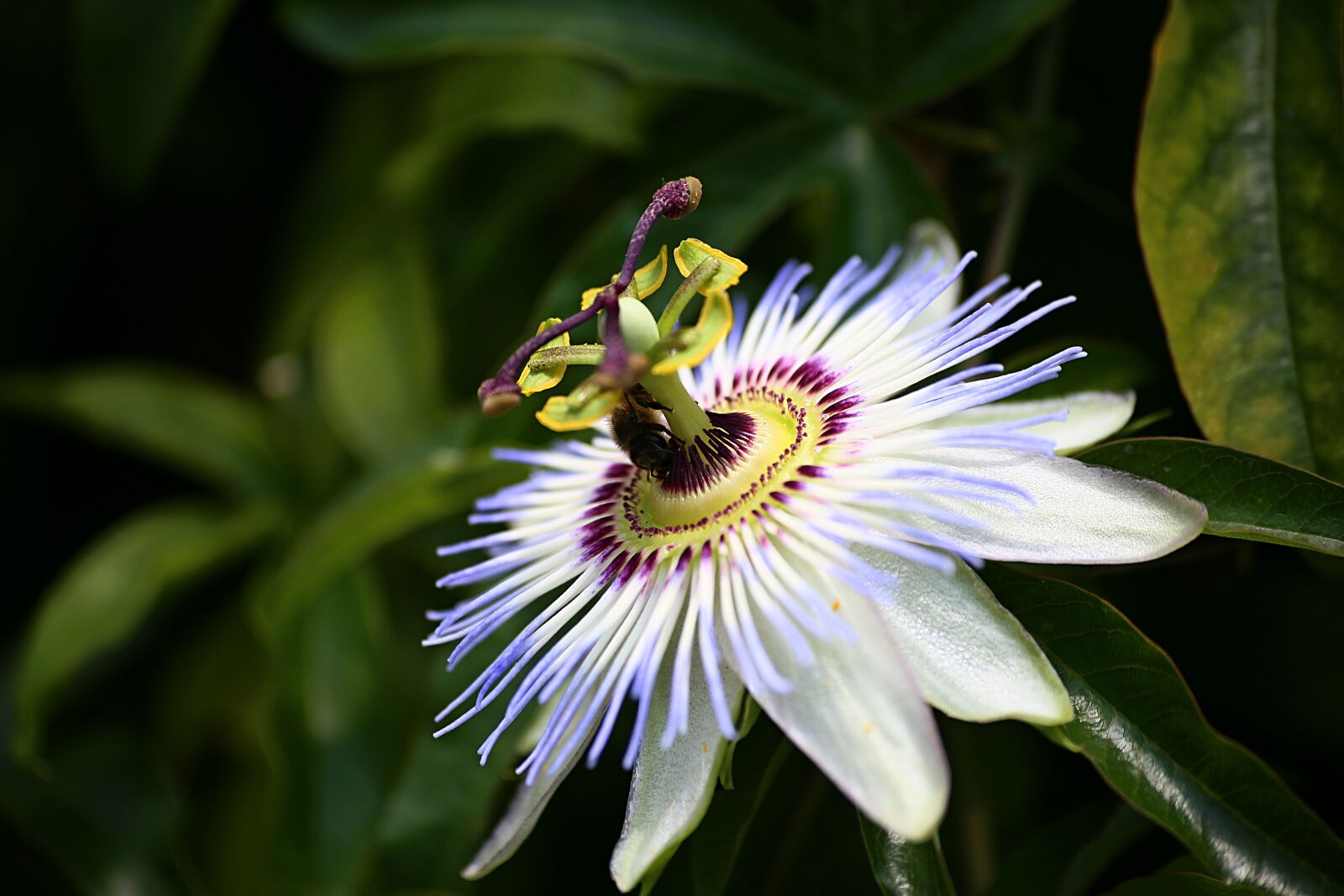 Canon EOS 6D sample photo. Nature, plant, flower photography