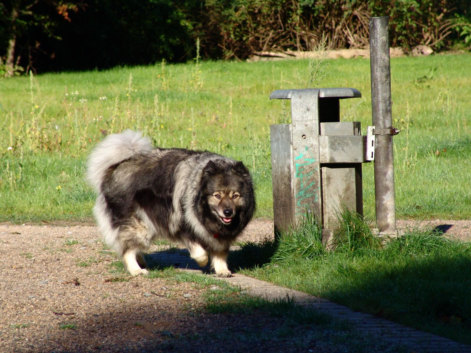 Sony DSC-F828 sample photo. Keeshond, dog breed, dog photography