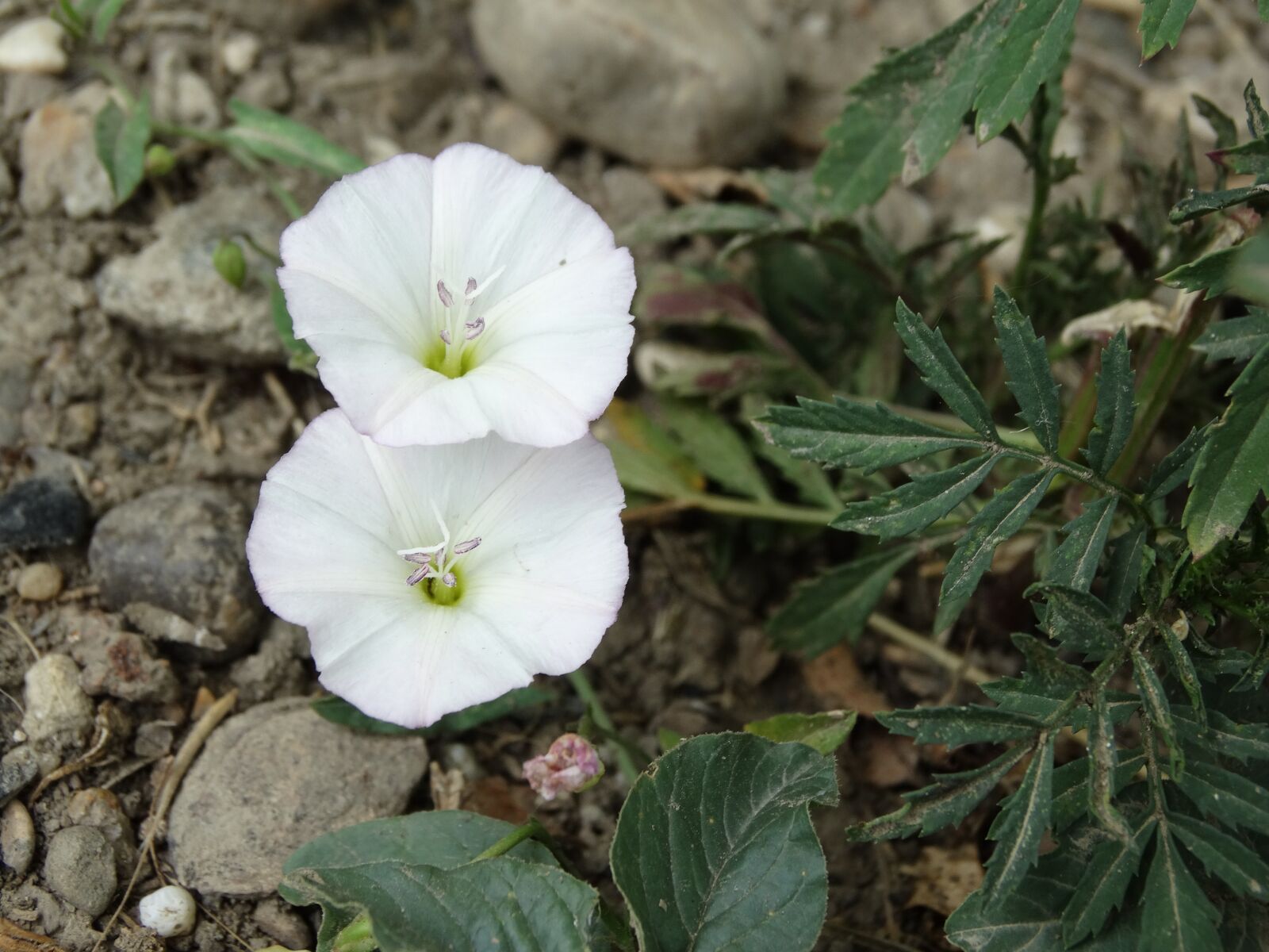 Sony Cyber-shot DSC-HX300 sample photo. Flower, white, nature photography