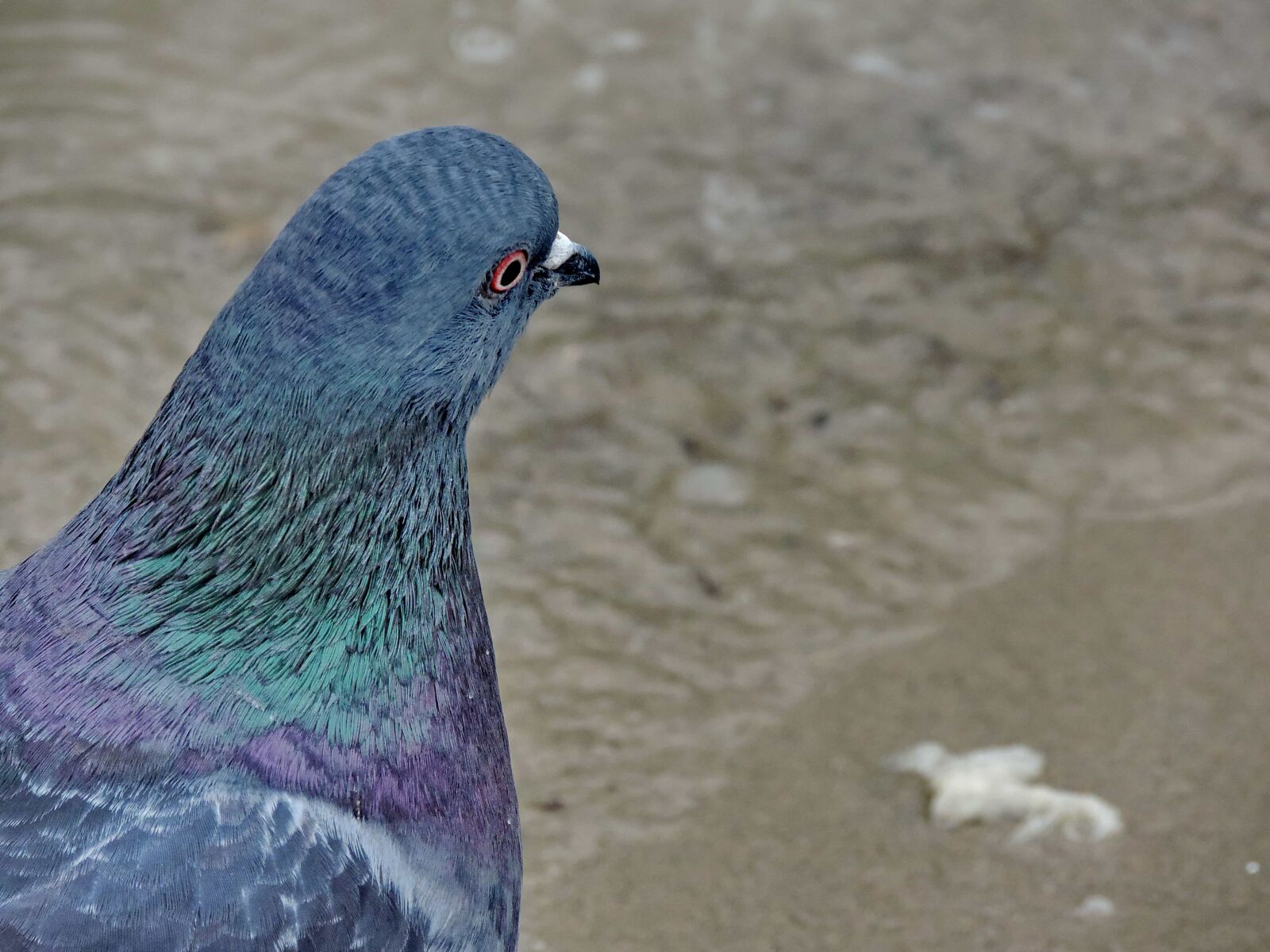 Nikon Coolpix P520 sample photo. Colorful, head, pigeon, bird photography