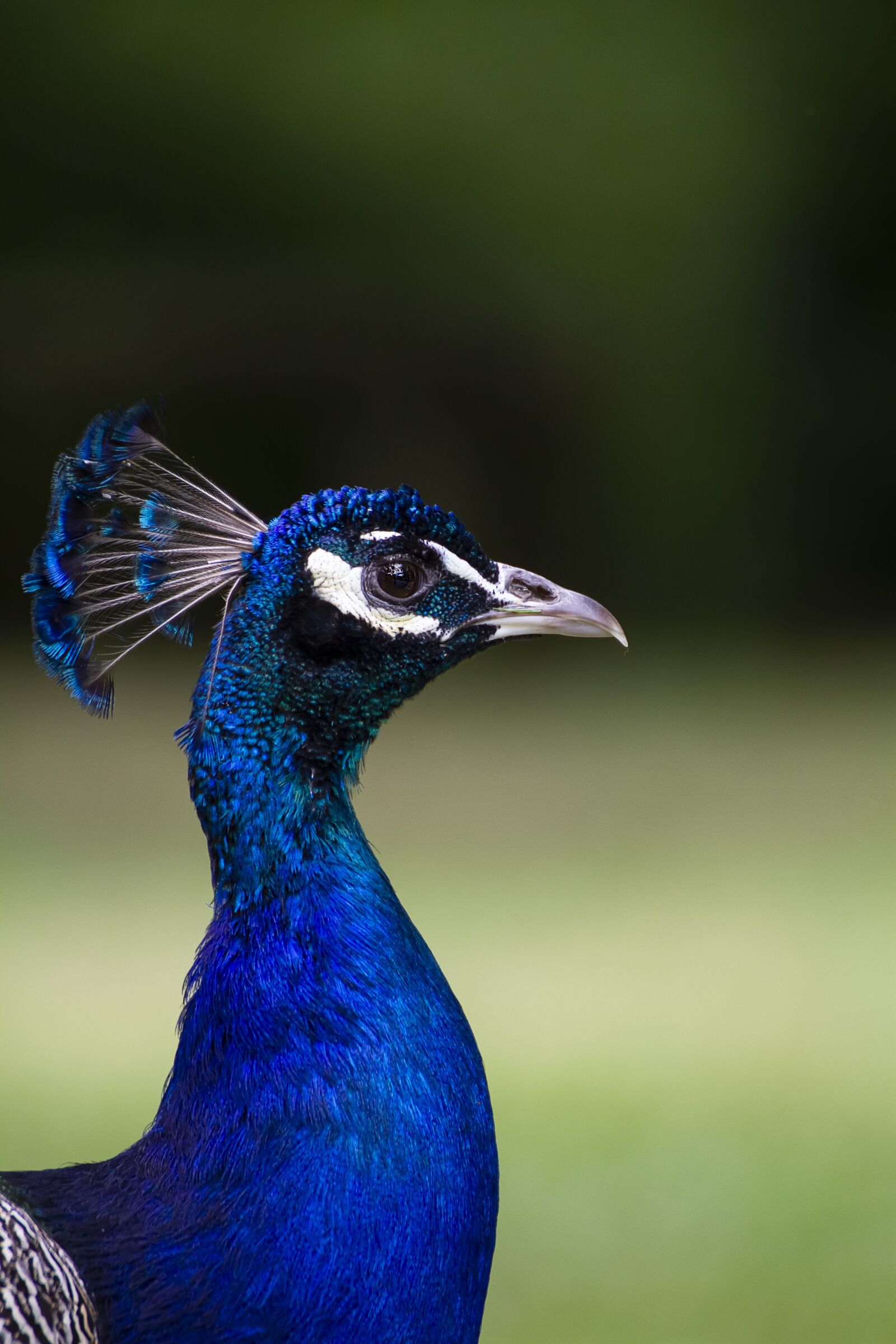 Canon EOS 7D sample photo. Peacock, bird, nature photography