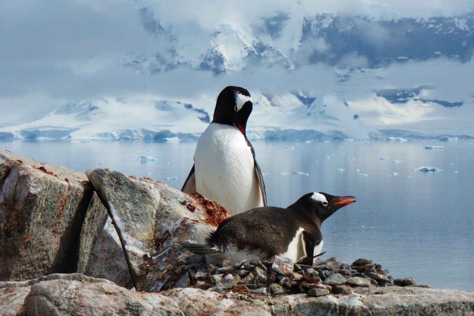 Panasonic DMC-TZ36 sample photo. Penguins, birds, antarctica photography