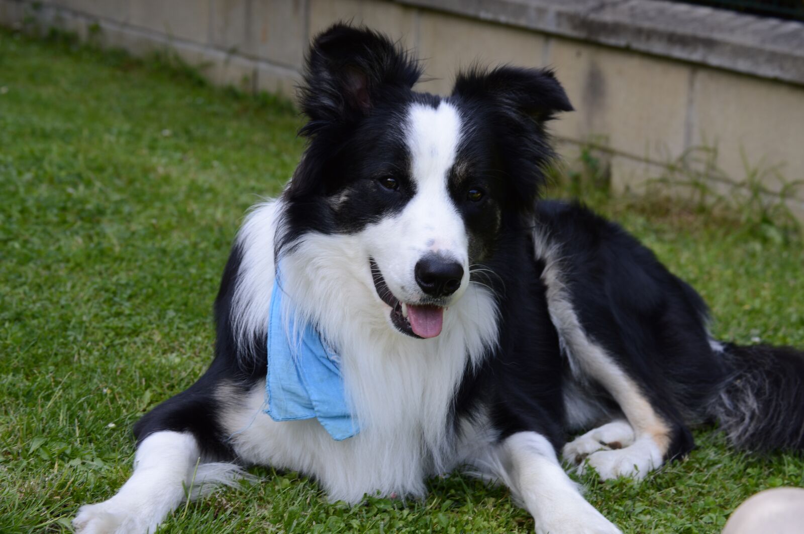 Nikon D3200 sample photo. Border collie, dog, border photography