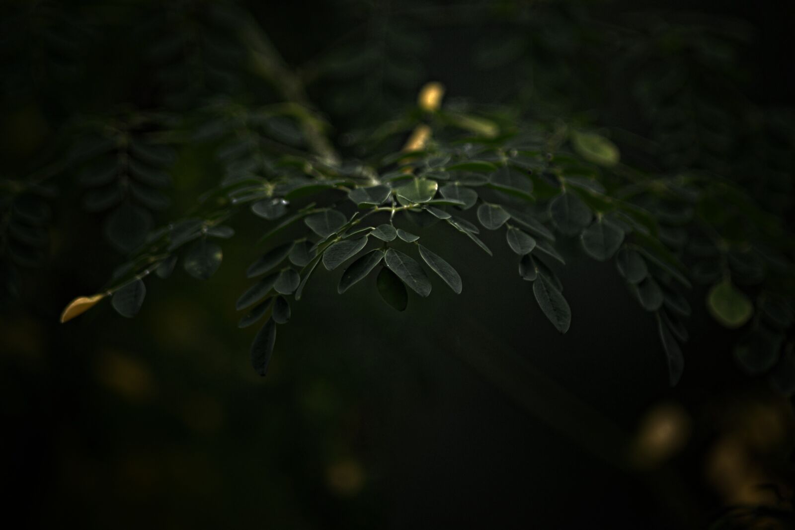 Nikon D3100 sample photo. Flower, miracle, tree photography