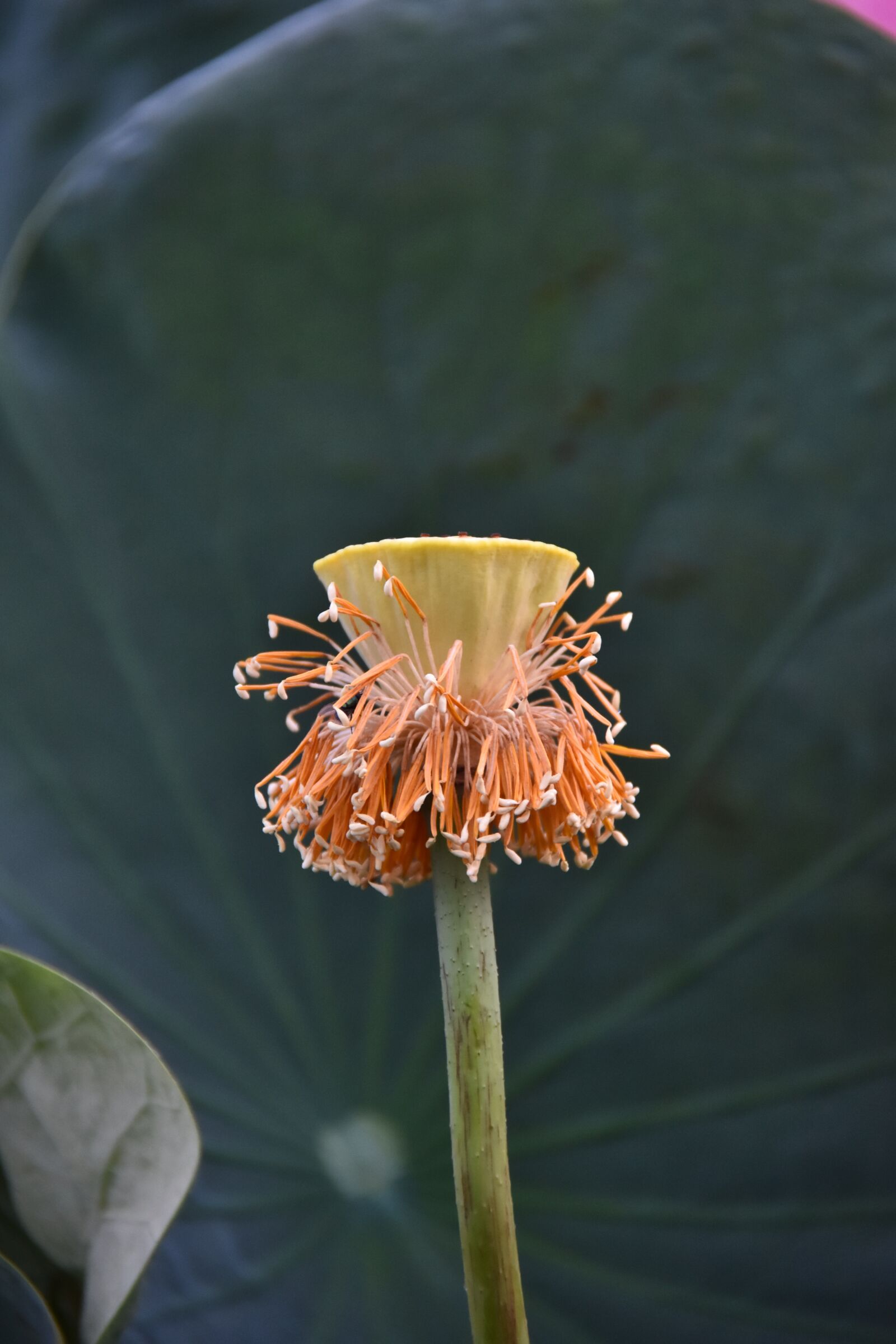 Nikon D7200 sample photo. Lotus, flower, petals photography