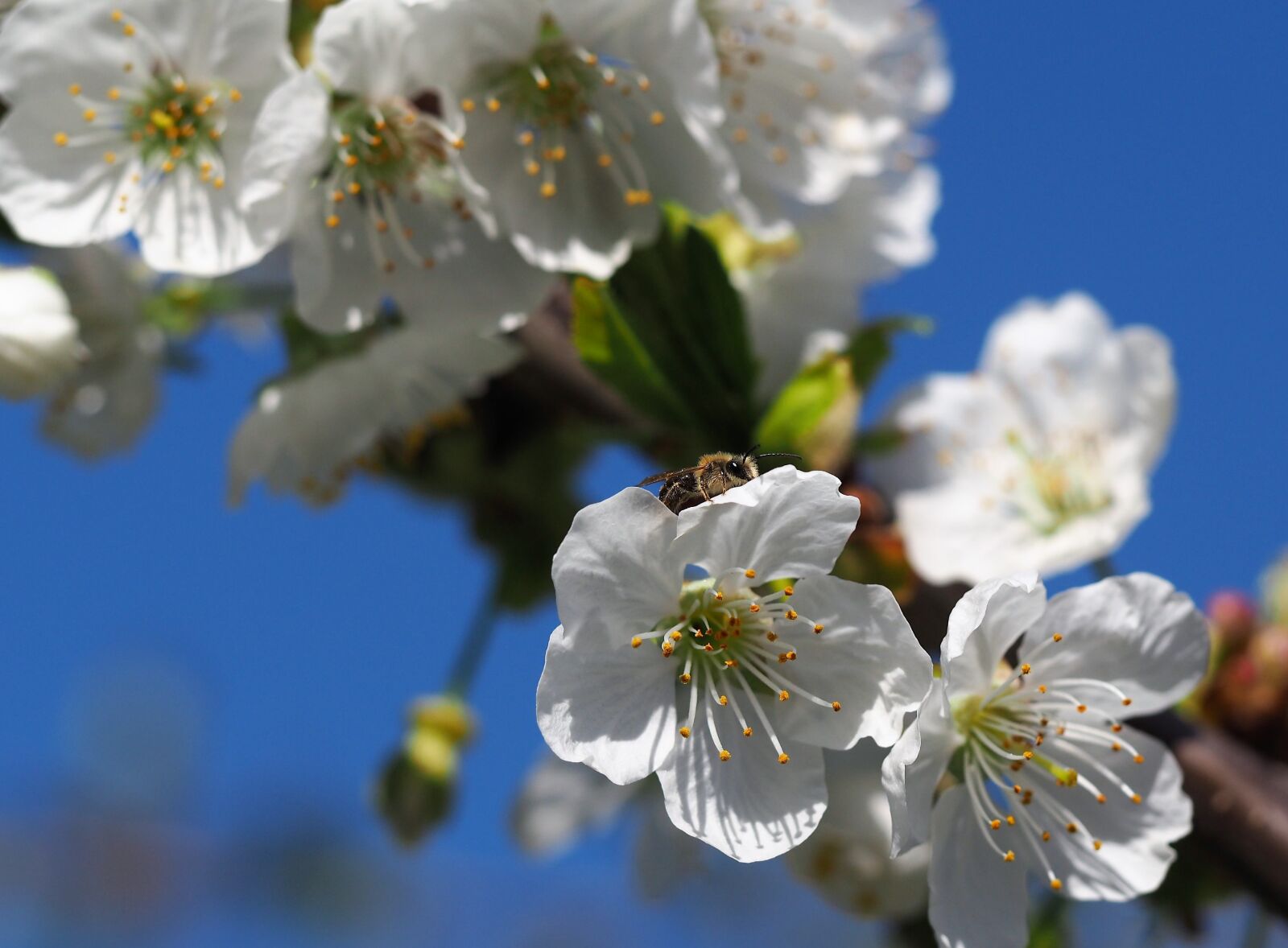 Olympus M.Zuiko Digital ED 60mm F2.8 Macro sample photo. Cherry blossom, bee, spring photography