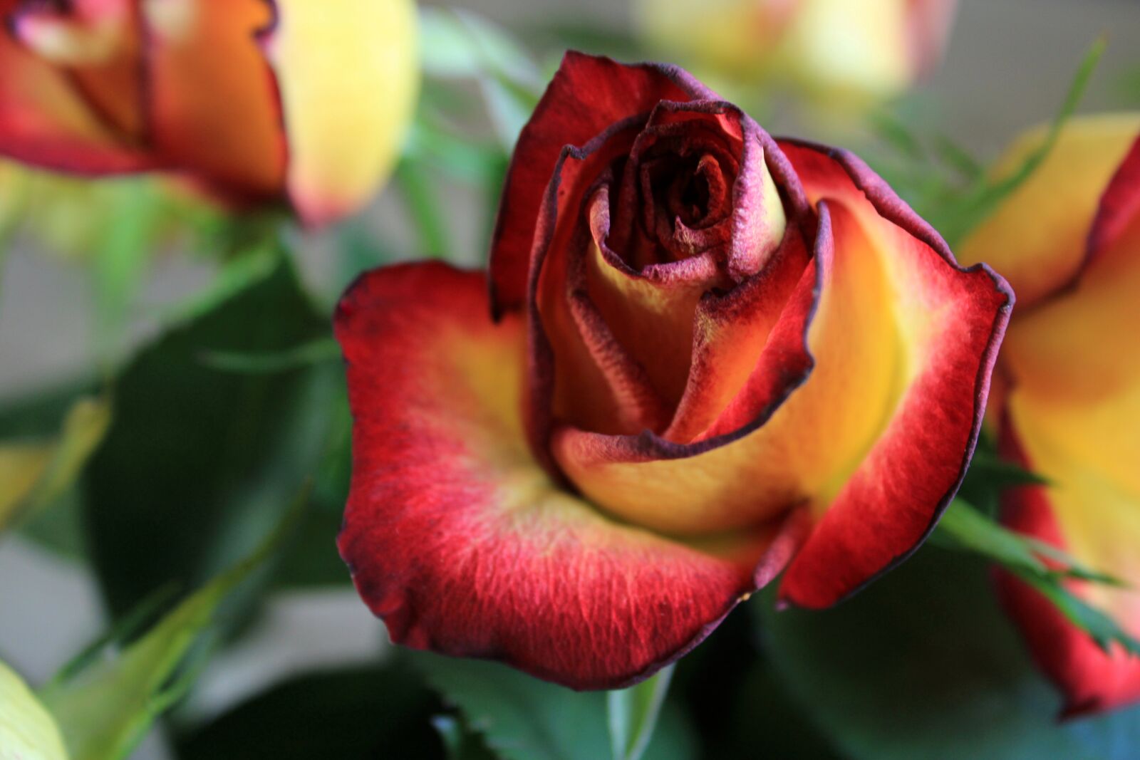 Canon EOS 2000D (EOS Rebel T7 / EOS Kiss X90 / EOS 1500D) sample photo. Red-yellow rose, rose, feeling photography