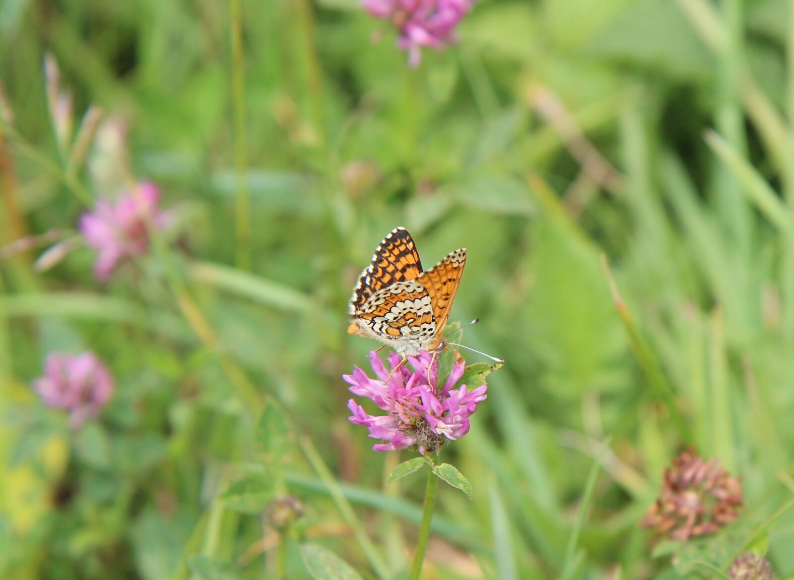 Canon EOS 600D (Rebel EOS T3i / EOS Kiss X5) sample photo. Butterfly, orange butterfly, nature photography