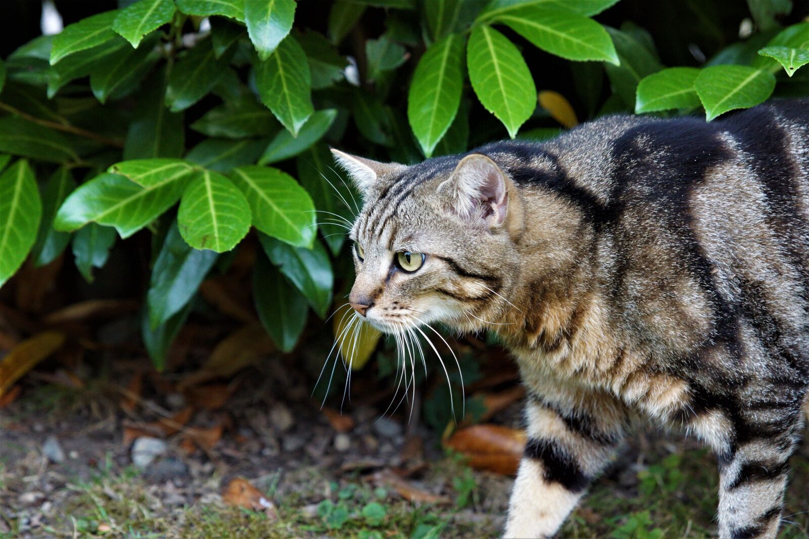 Sony SLT-A65 (SLT-A65V) + 24-70mm F2.8 sample photo. Cat, mackerel, stare photography