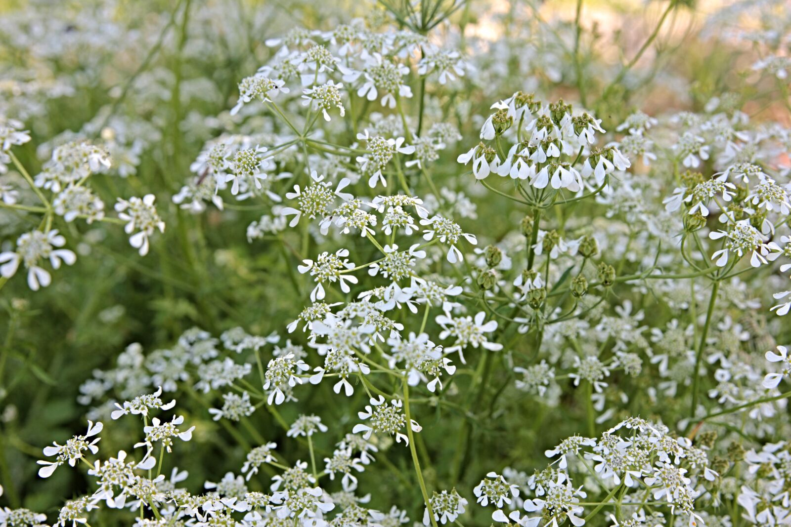 Canon EF 24-70mm F2.8L II USM sample photo. Flowers, plant, spring photography