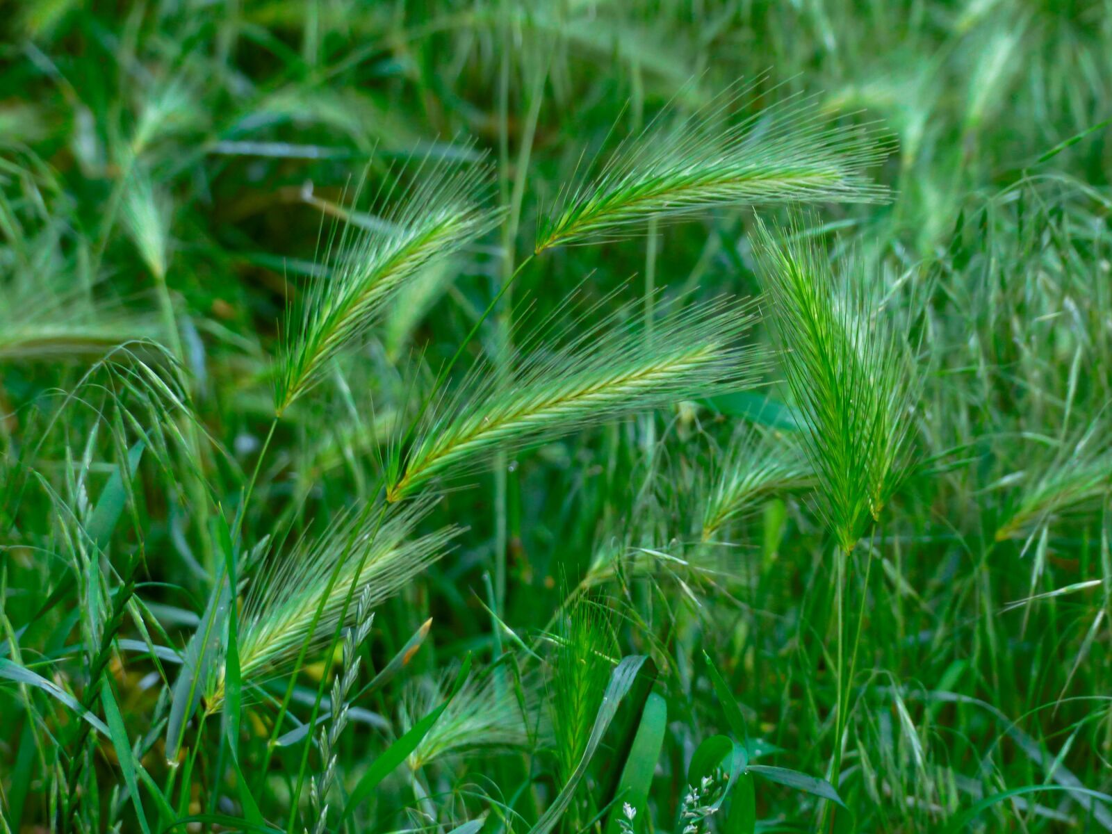 Panasonic Lumix DMC-FZ200 sample photo. Wheat, cereal, cereals photography