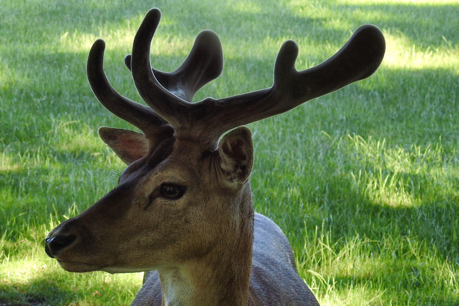 Nikon Coolpix P900 sample photo. Hirsch, antler, fallow deer photography