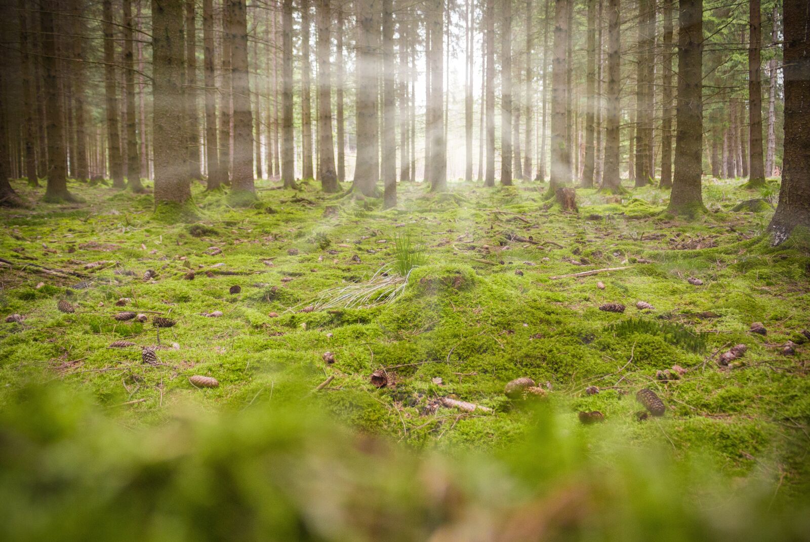 Canon EOS 700D (EOS Rebel T5i / EOS Kiss X7i) sample photo. Forest, moss, backlighting photography