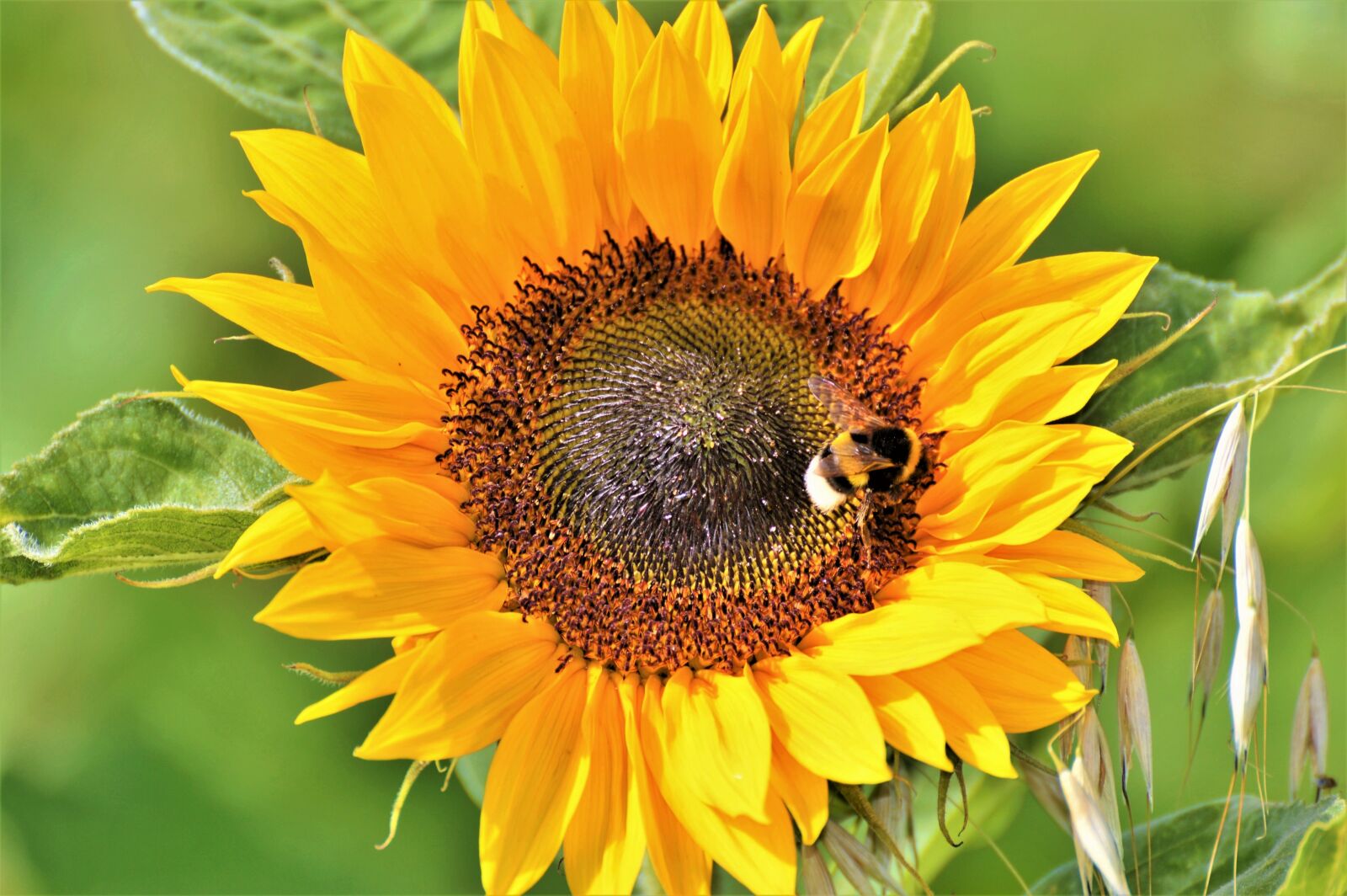 Nikon D3200 sample photo. Sunflower, flower, blossom photography