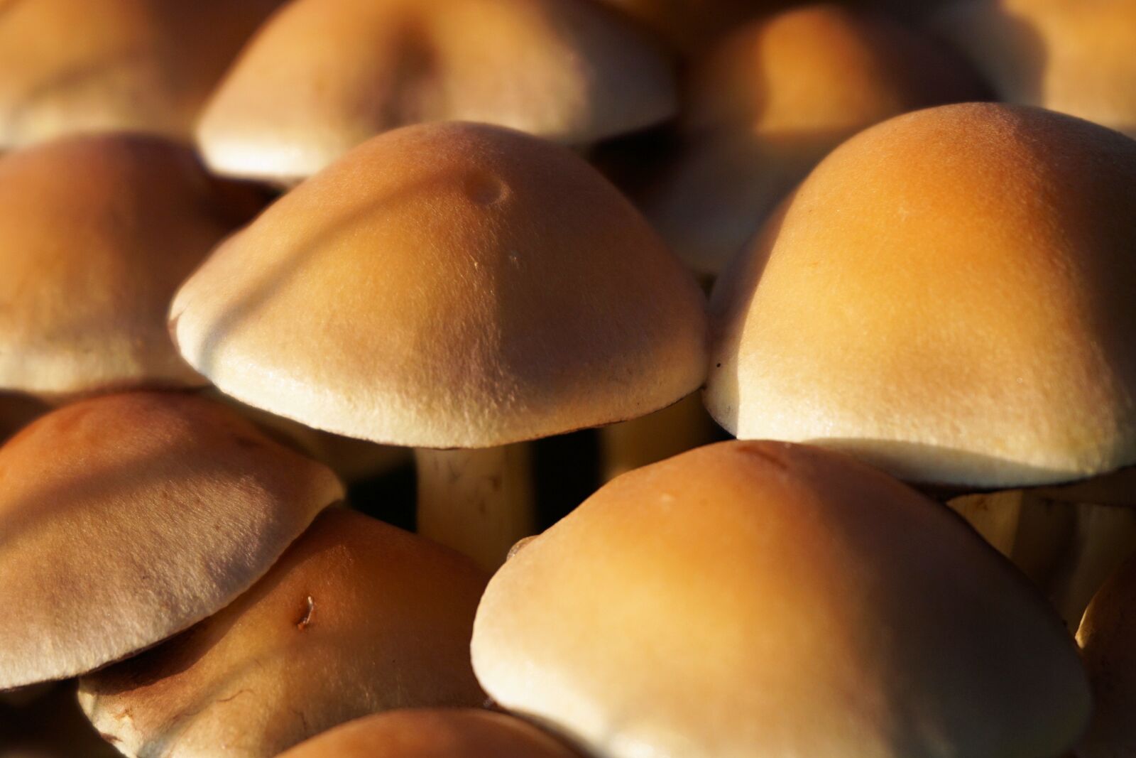 Sony a6000 sample photo. Mushroom, forest, autumn photography