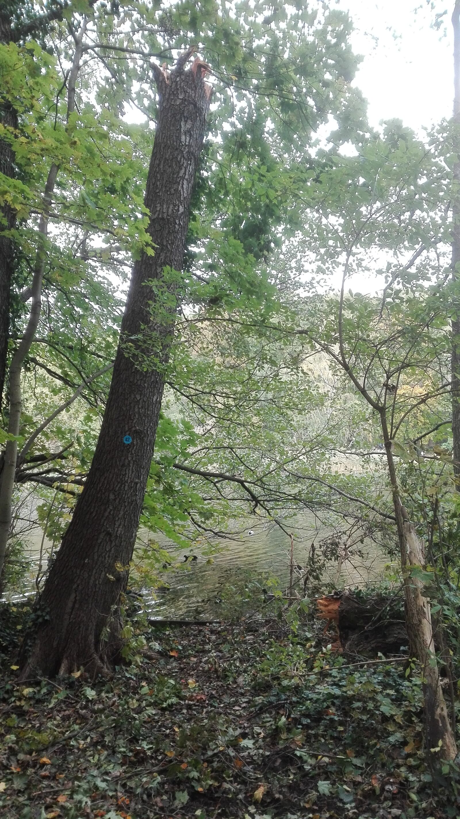 HUAWEI P8 Lite sample photo