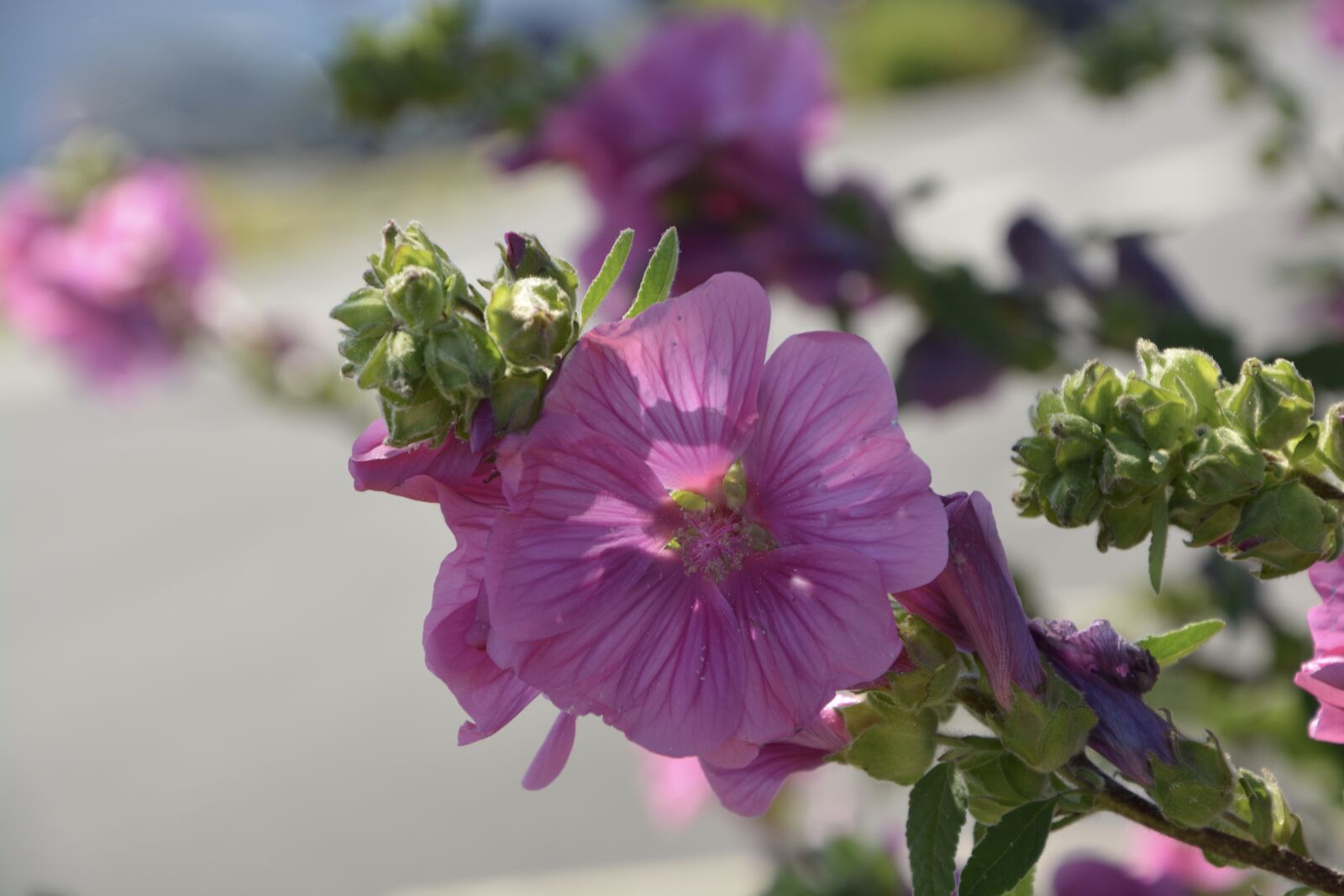 Nikon D5200 sample photo. Flowers, hibicus, pink photography