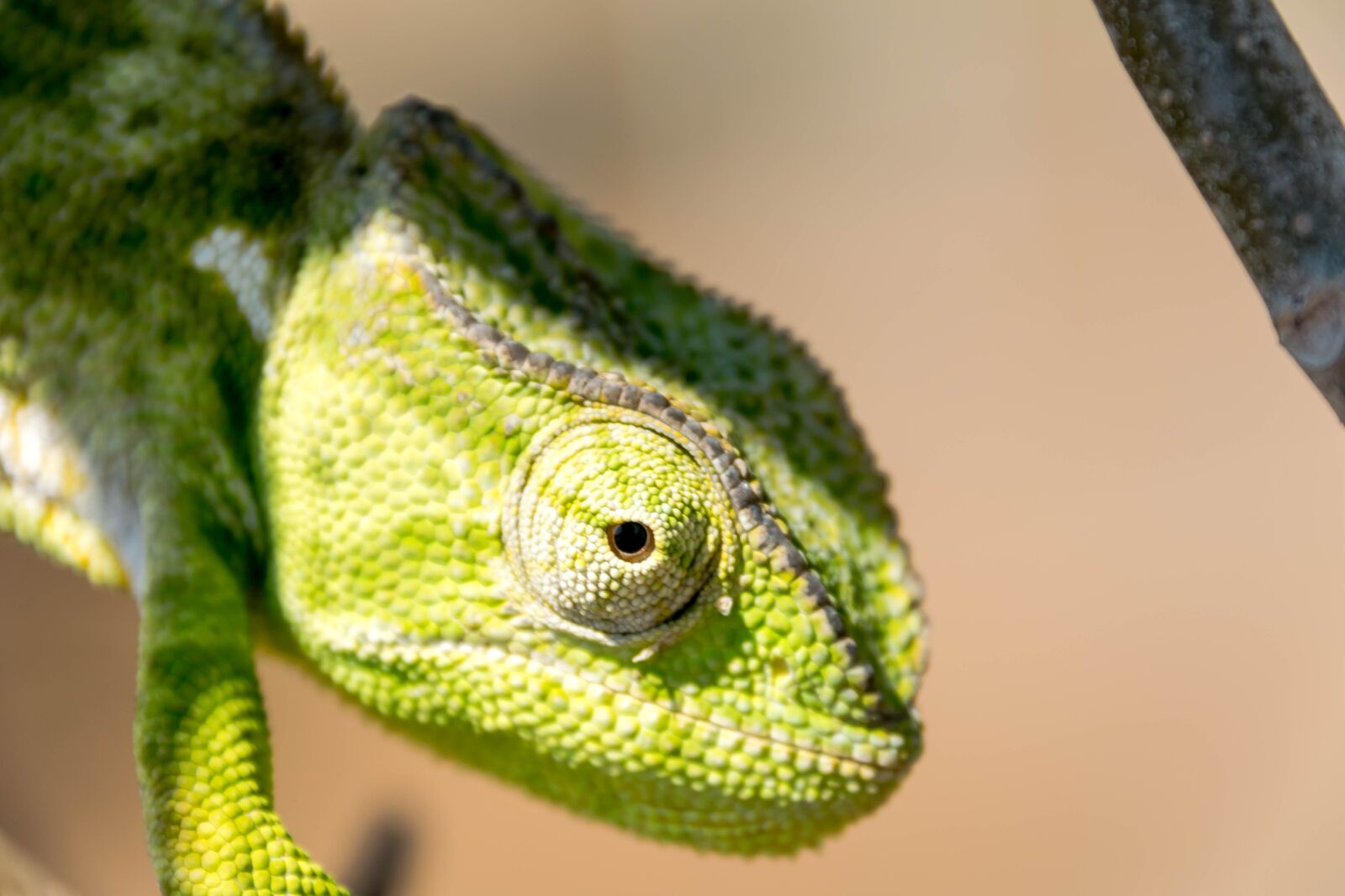 Nikon D5300 sample photo. Reptile, chameleon, lizard photography