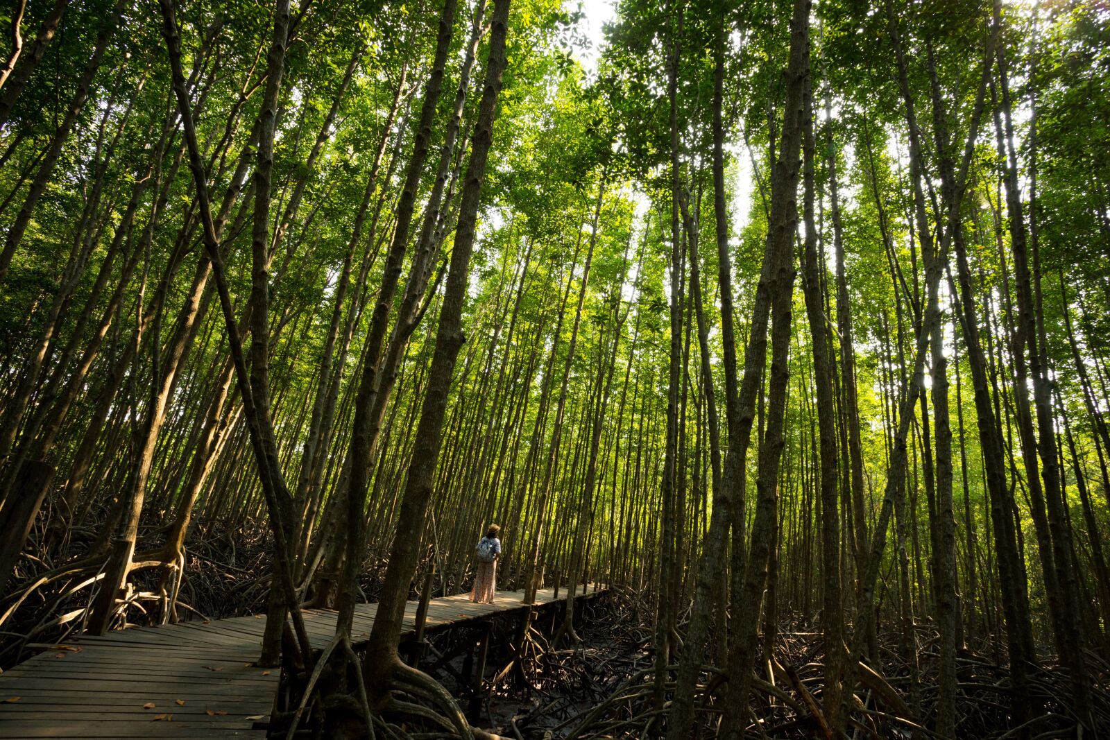 Canon EOS R + Canon EF 17-40mm F4L USM sample photo. Mangrove, environment, nature photography