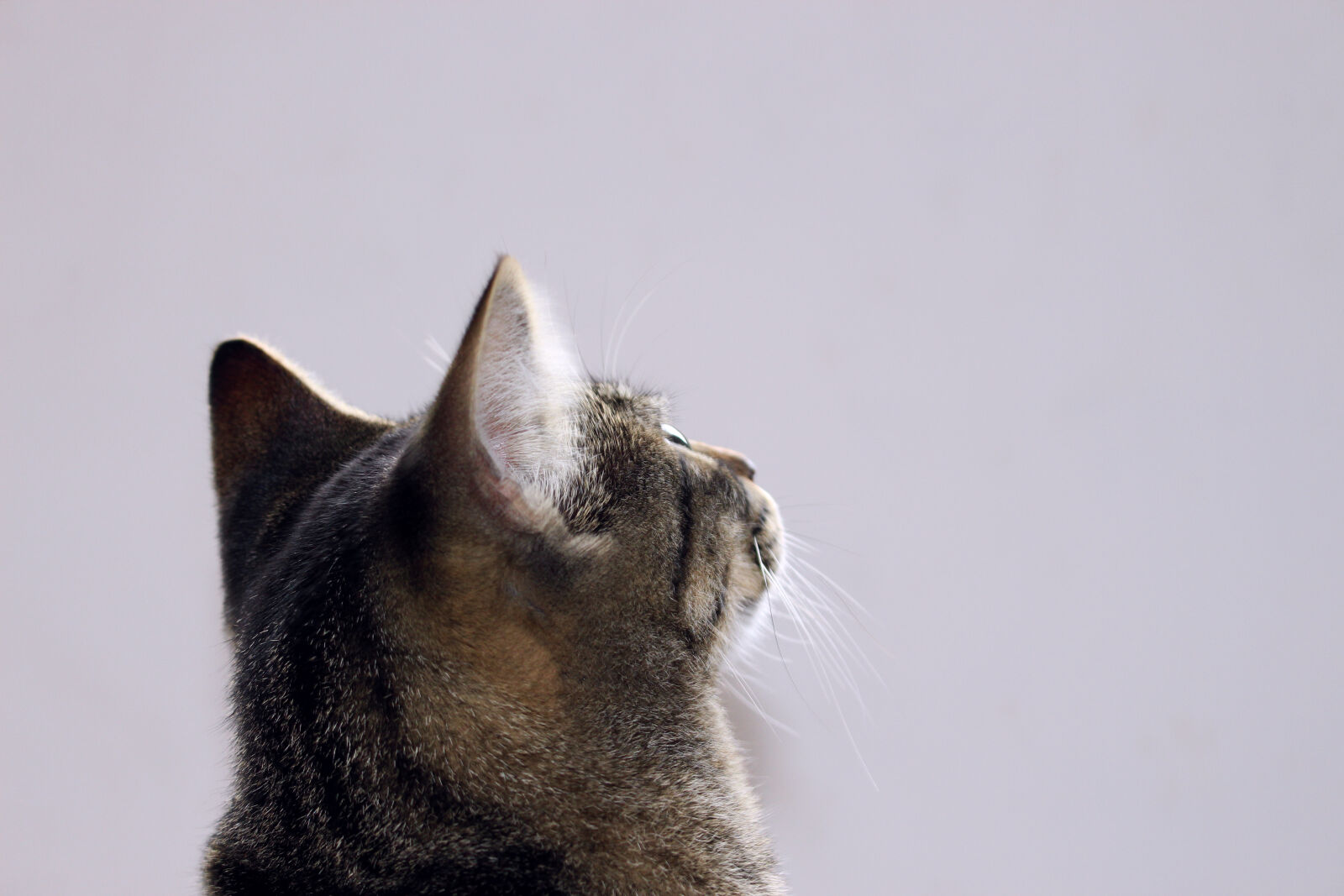 Canon EOS 700D (EOS Rebel T5i / EOS Kiss X7i) sample photo. Animal, cat, curious, looking photography