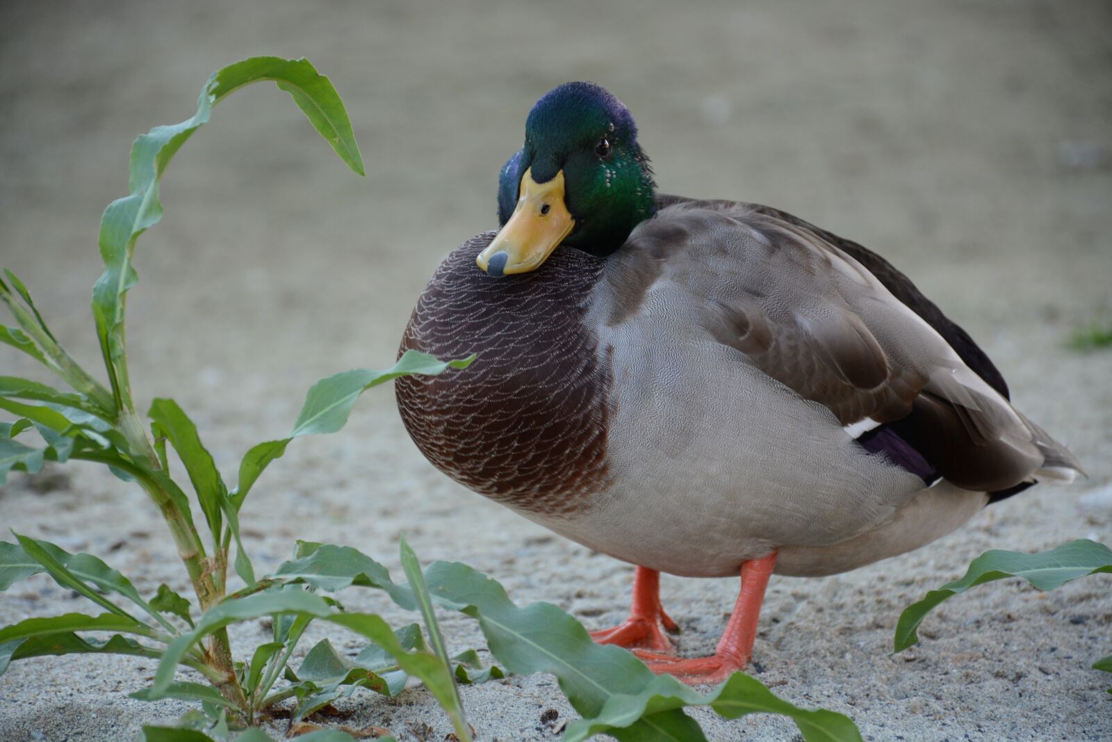 Nikon D7100 sample photo. Duck, mallard, mallard duck photography
