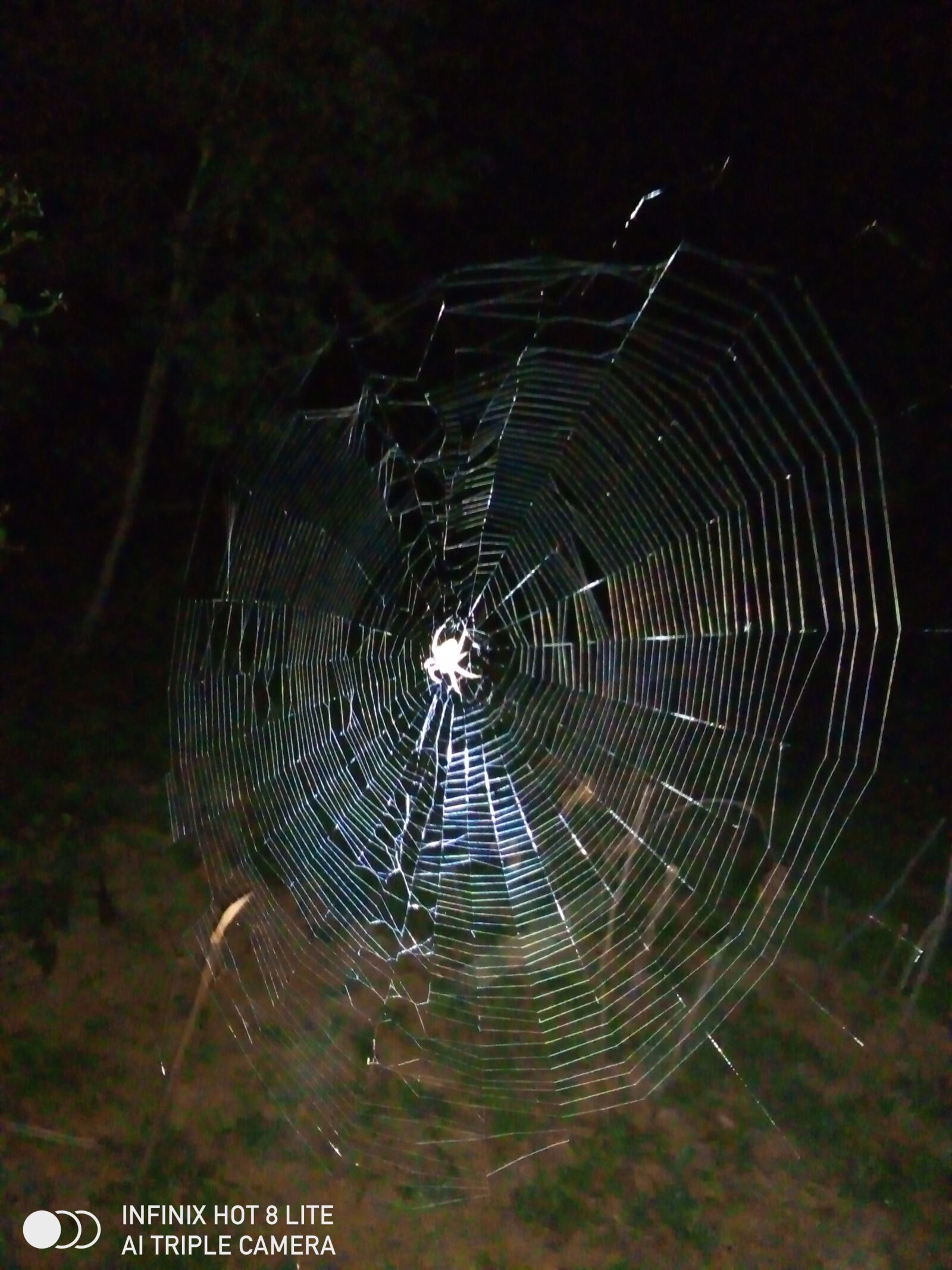 INFINIX MOBILITY LIMITED Infinix X650 sample photo. Spider, web, spider web photography