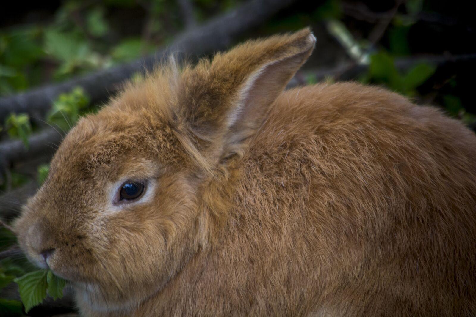 Nikon D5200 sample photo. Hare, rabbit, cute photography