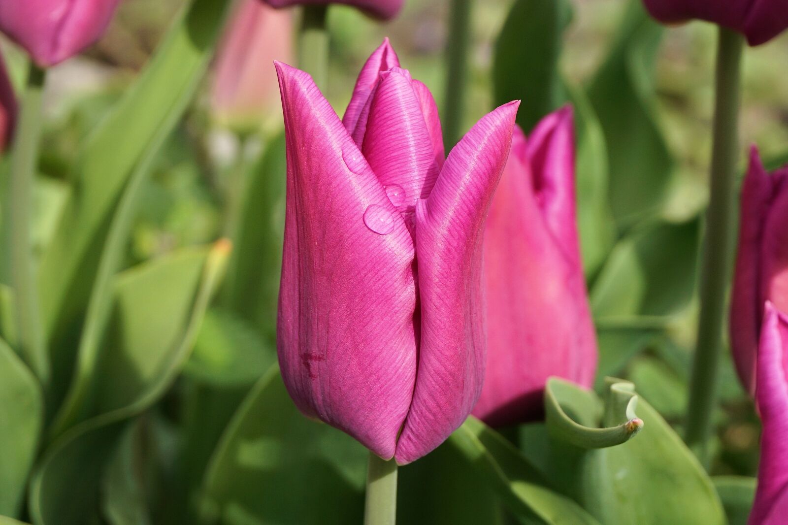 Sony a6000 sample photo. Tulips, flower, blossom photography