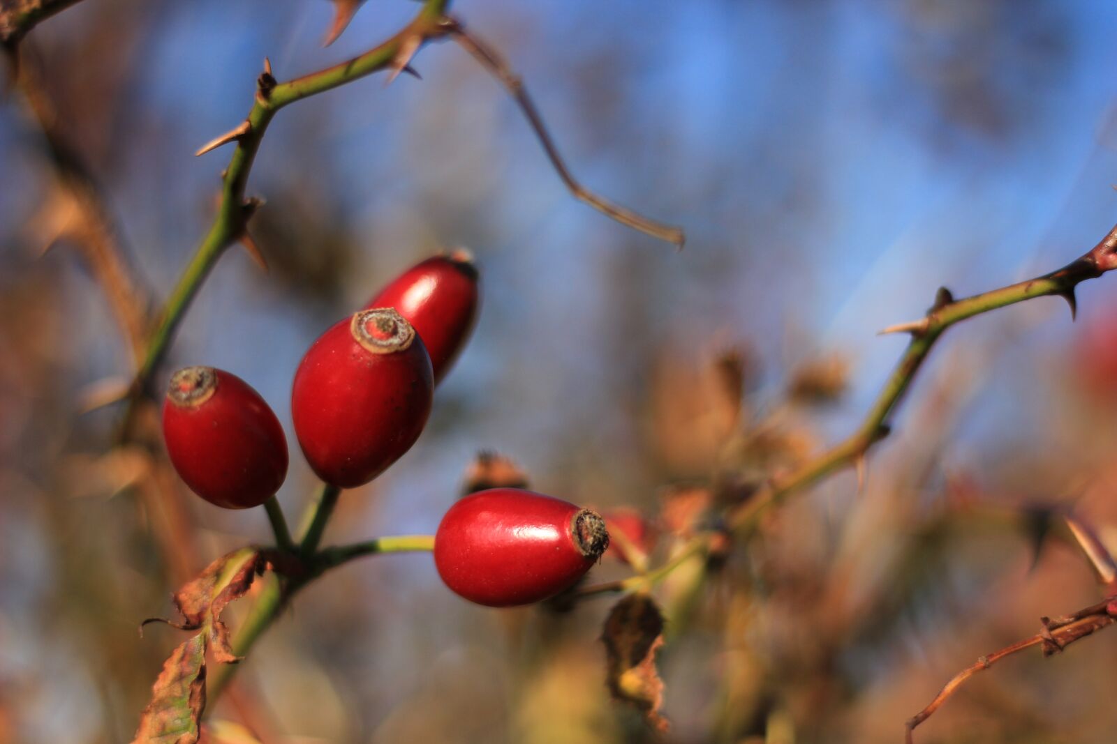 Canon EOS 600D (Rebel EOS T3i / EOS Kiss X5) + Canon EF 50mm F1.8 STM sample photo. Rose hip, branch, nature photography