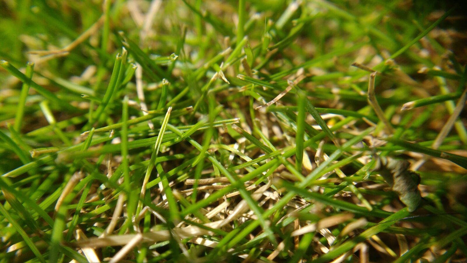 Motorola MotoG3 sample photo. Grass, nature, macro photography