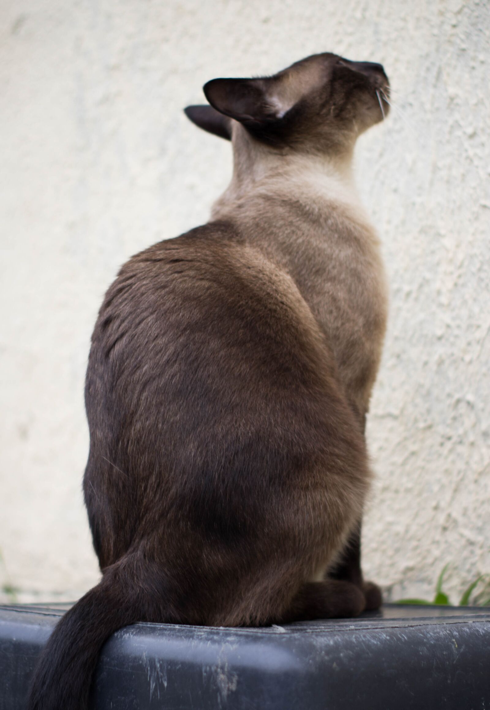 Canon EOS 60D sample photo. Cat, feline, domestic photography