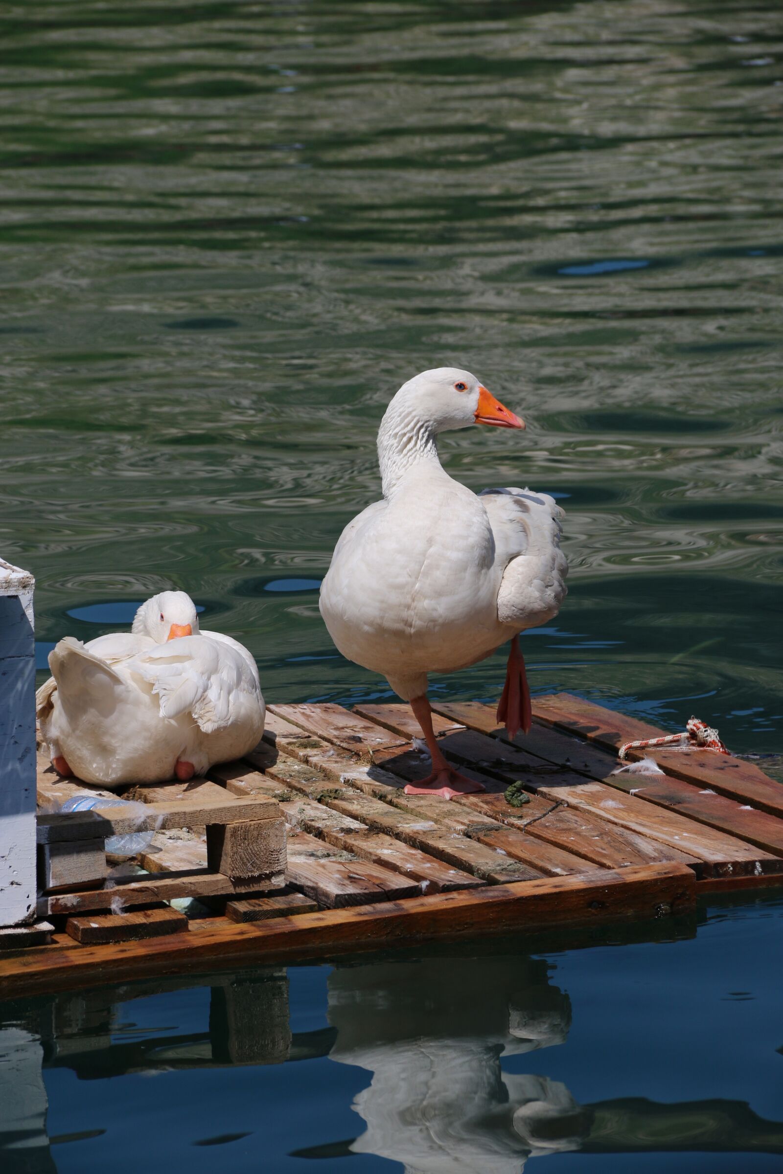 Canon EF-S 18-135mm F3.5-5.6 IS sample photo. Duck, marine, bird photography